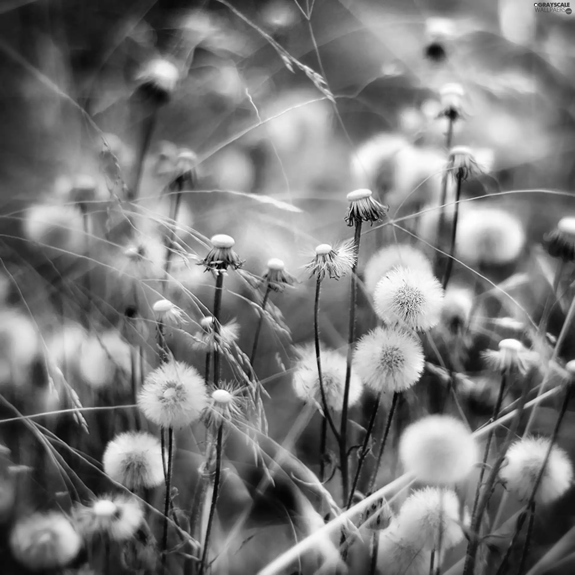 puffball, colors, rainbow, dandelion