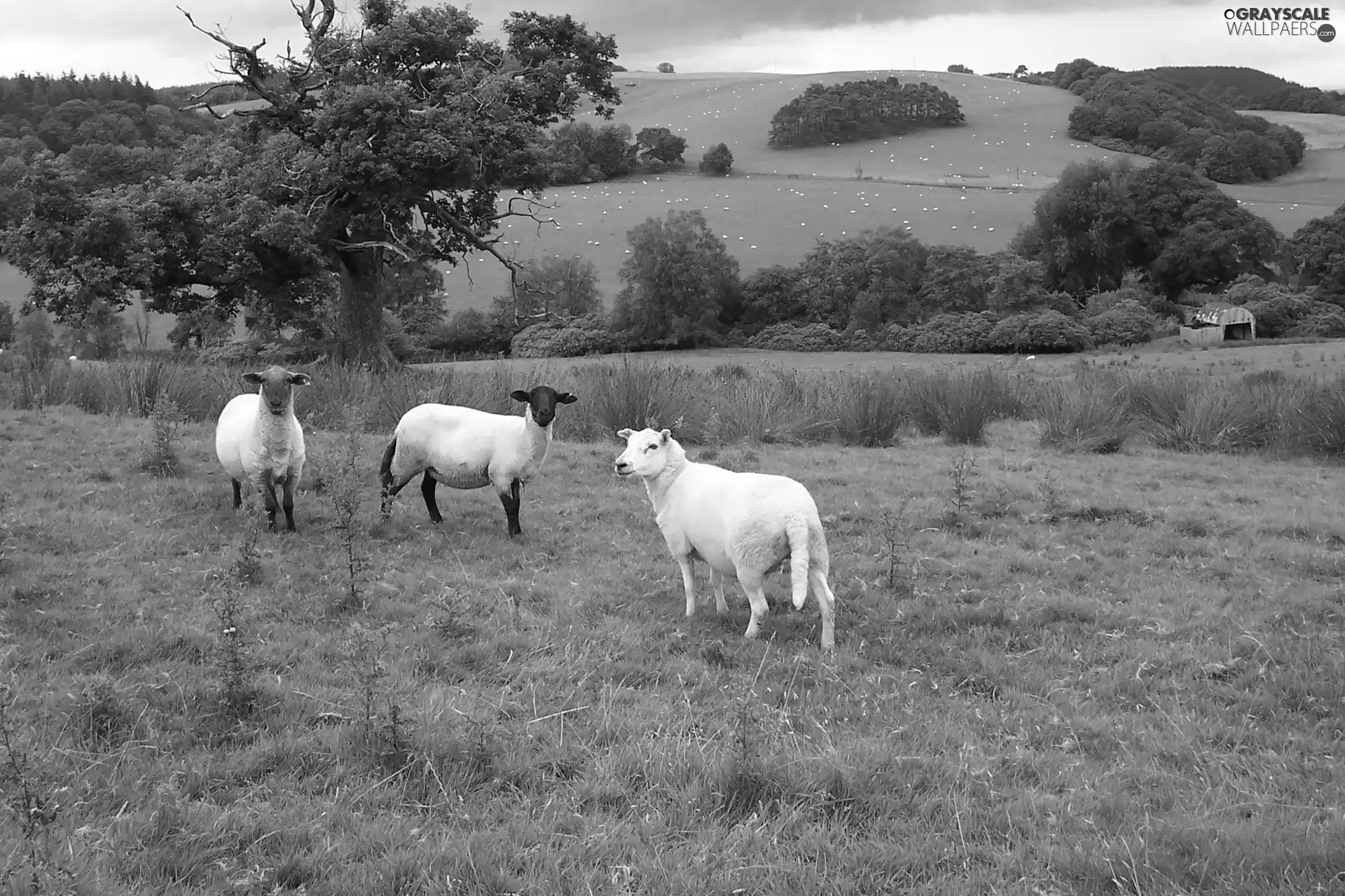 rams, Landscapes, medows