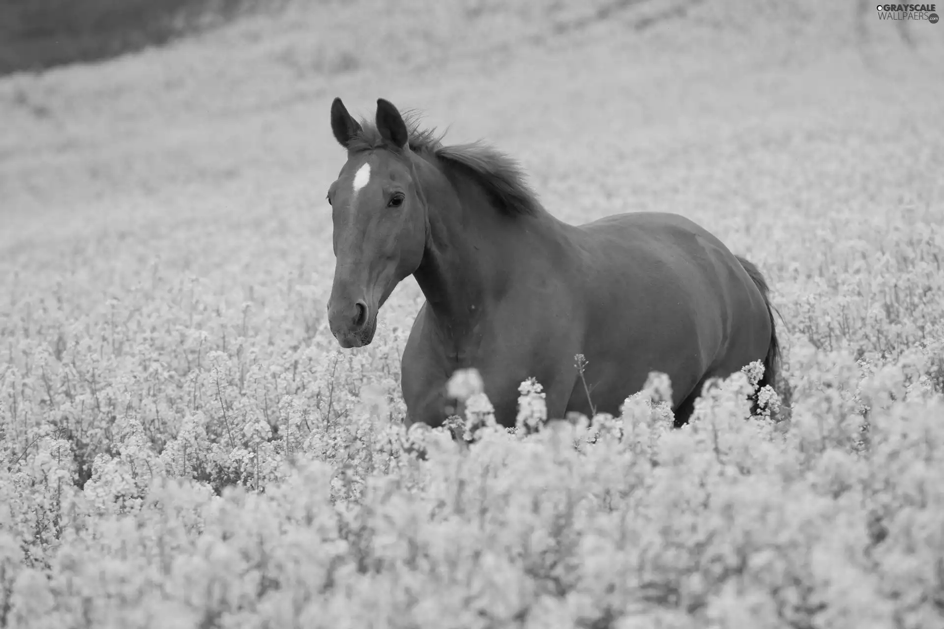 rape, Horse, Field