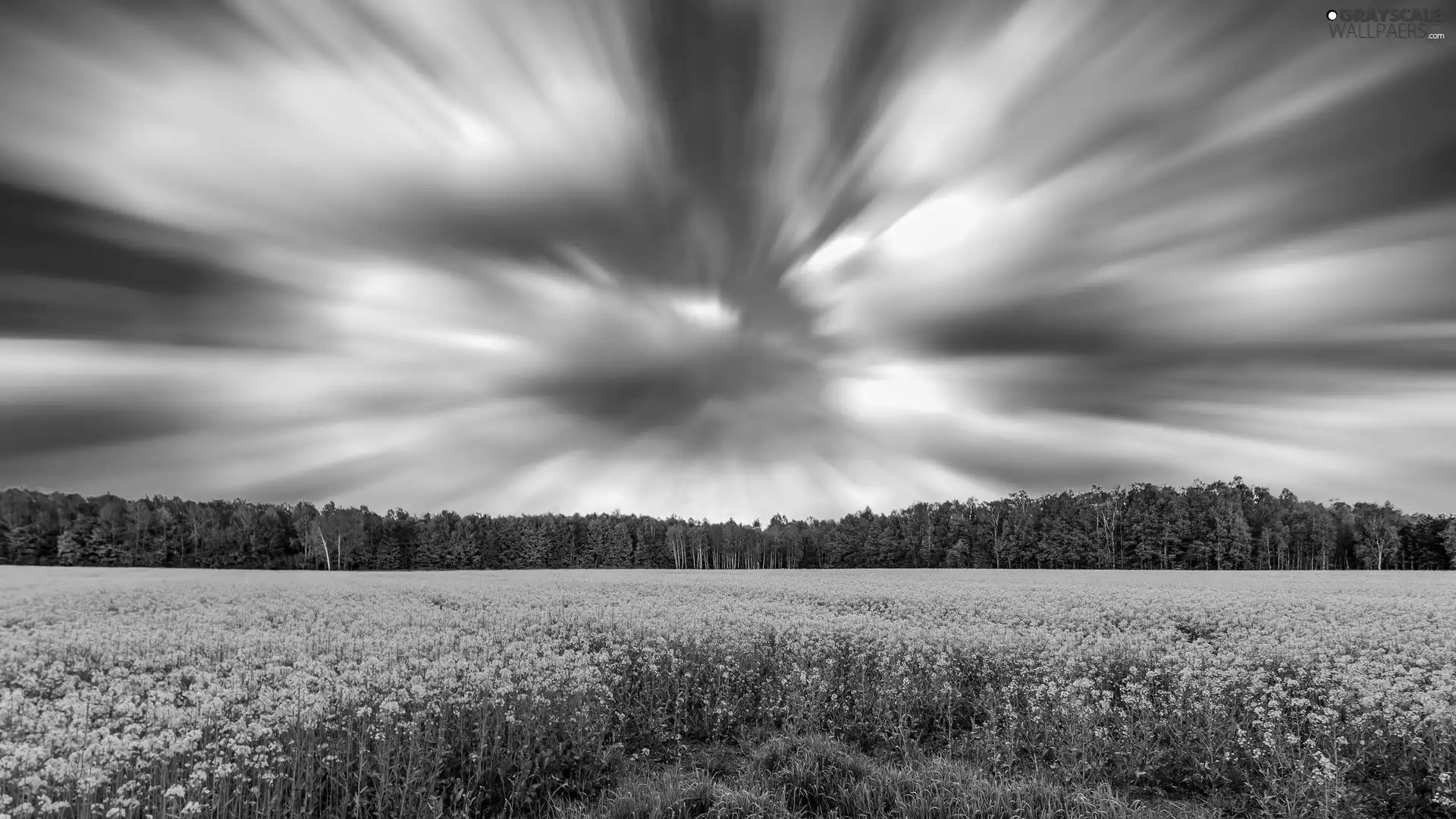 Field, rape, forest, autumn, Sky