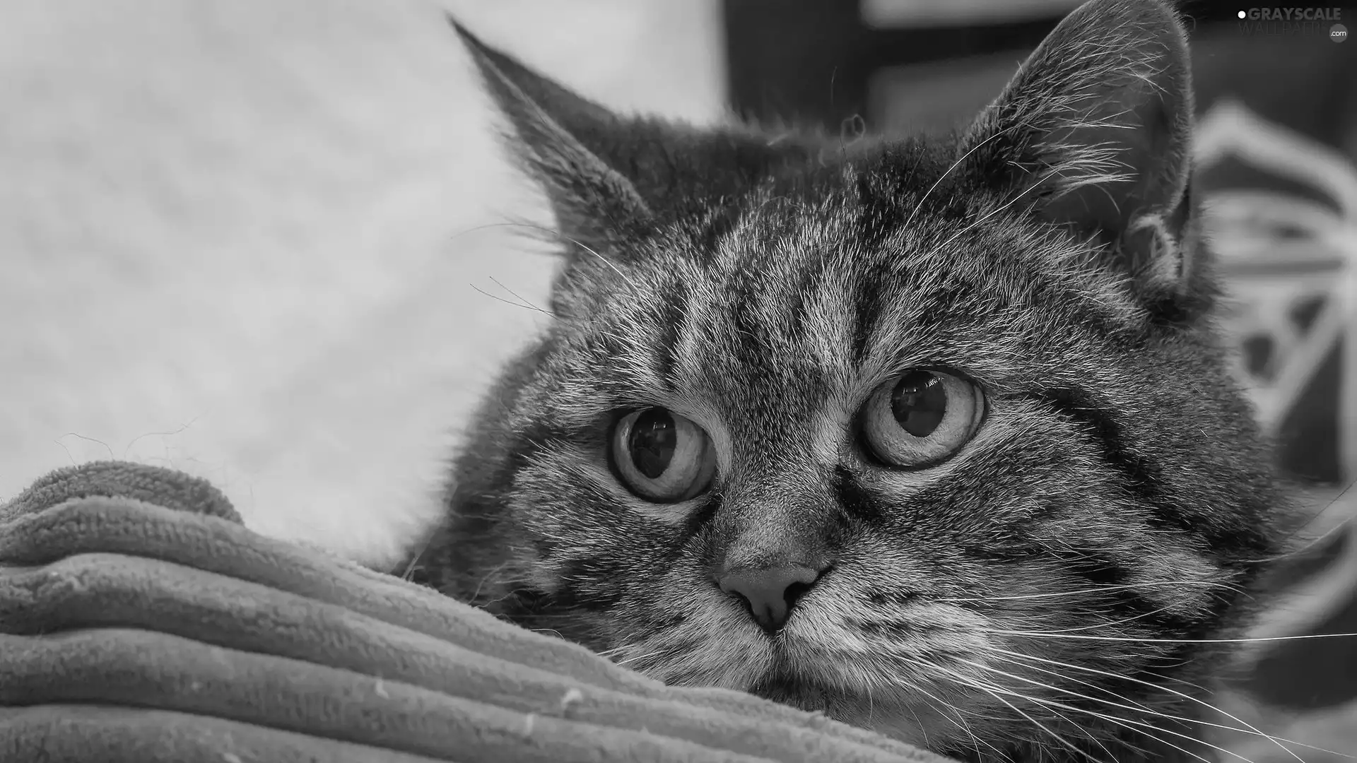 coverlet, rapprochement, cat, muzzle, Dun
