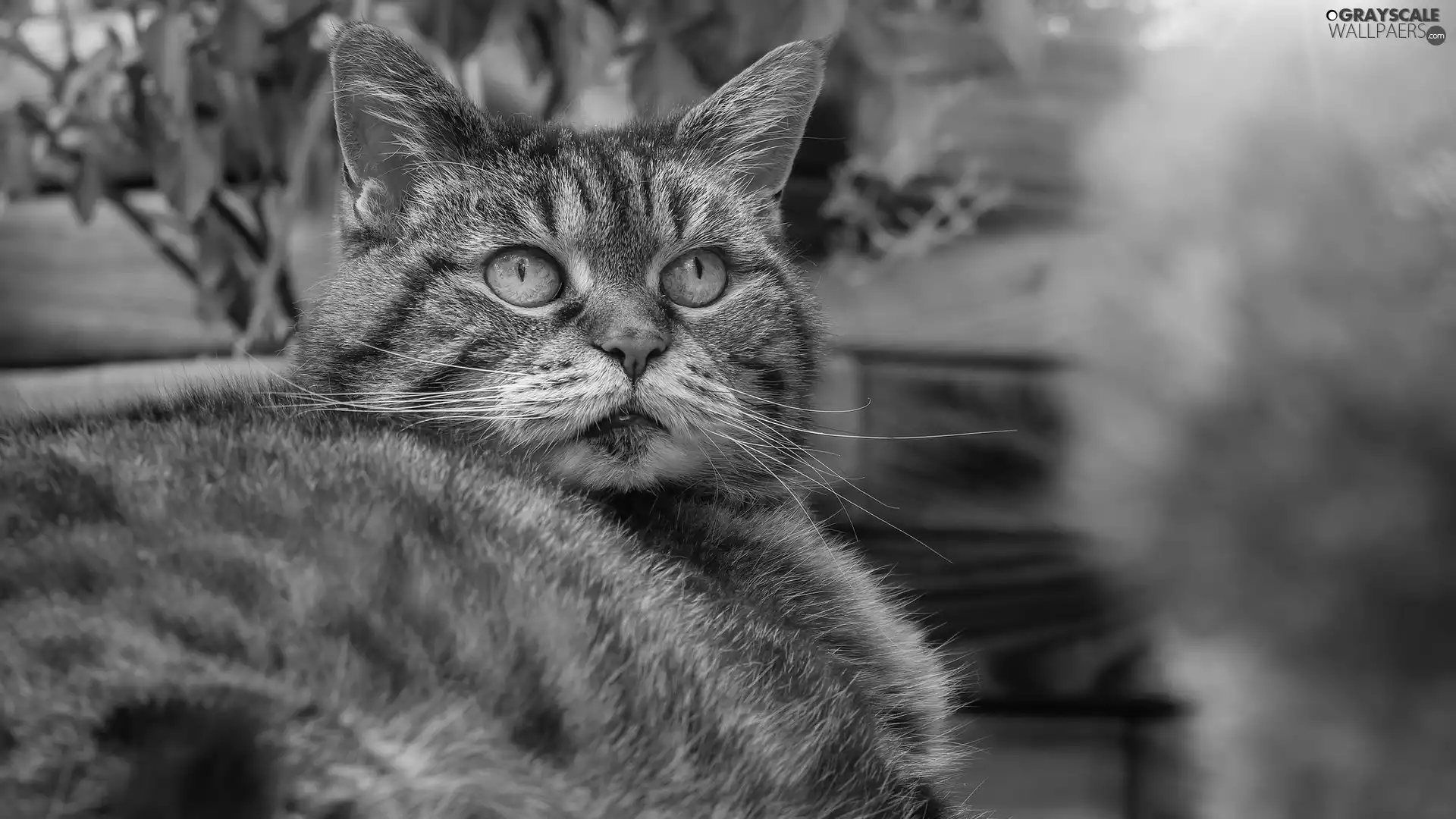 rapprochement, dun, cat