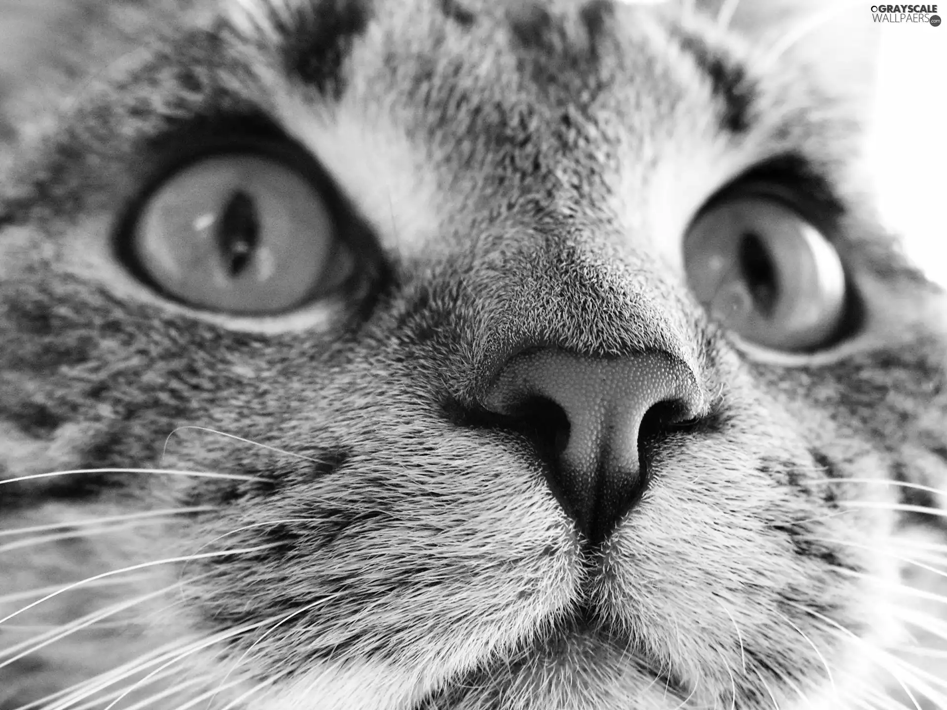 rapprochement, mouth, cat