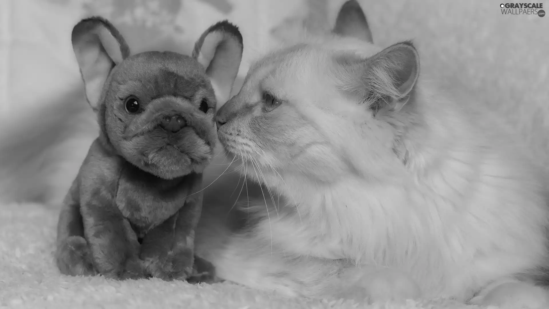 toy, rapprochement, cat, dog, Reddish