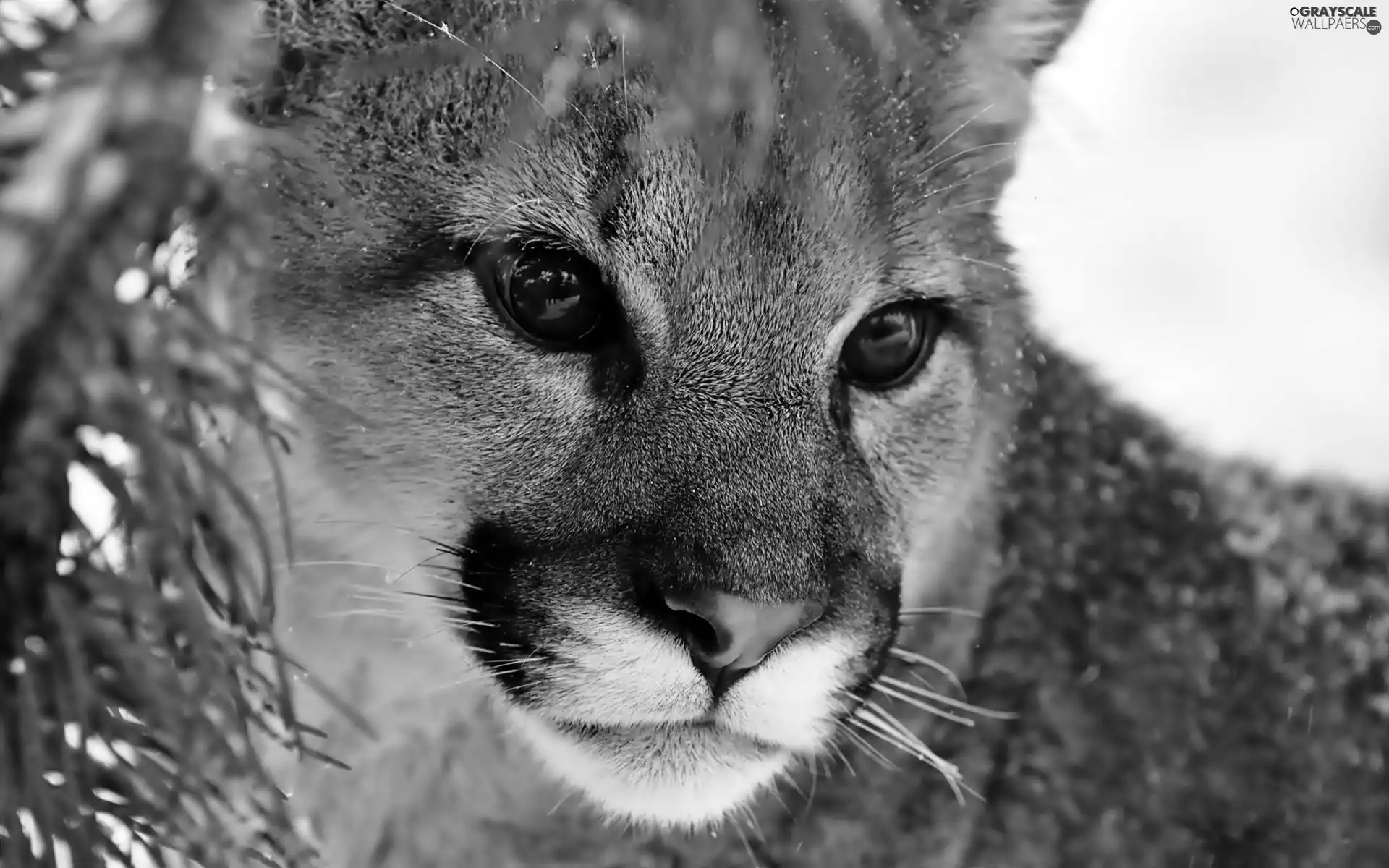 cougar, rapprochement