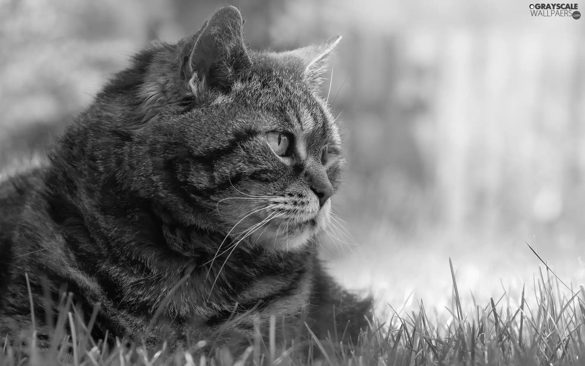 rapprochement, cat, Dun