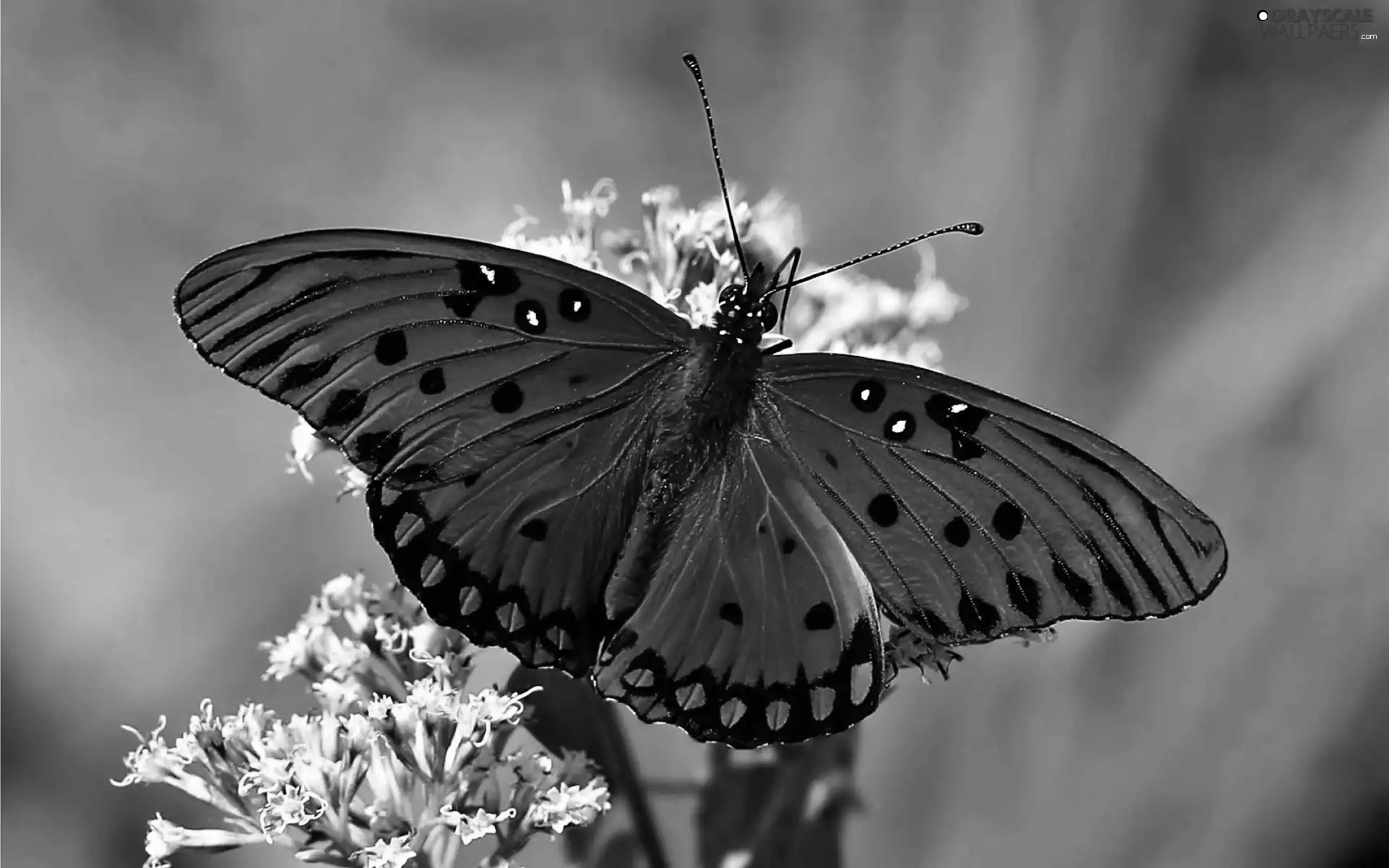 Colourfull Flowers, butterfly, rapprochement, Red