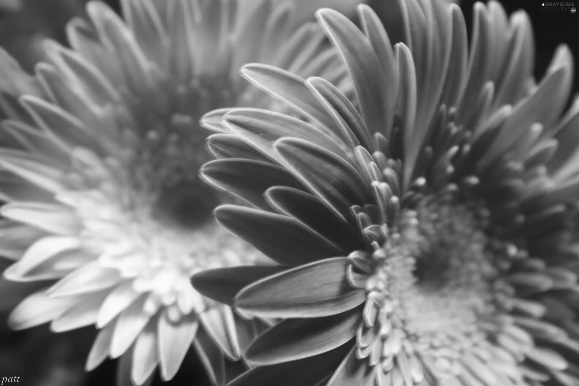 Flowers, gerberas, rapprochement, Pink