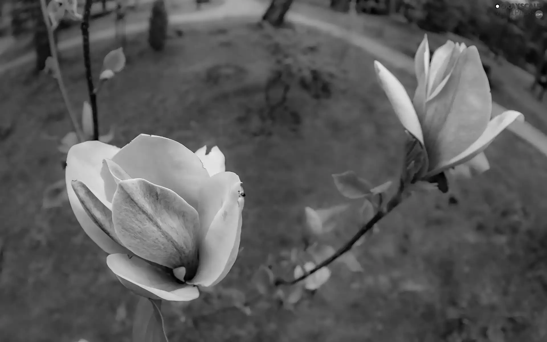 Twigs, rapprochement, Flowers, Magnolia, Yellow