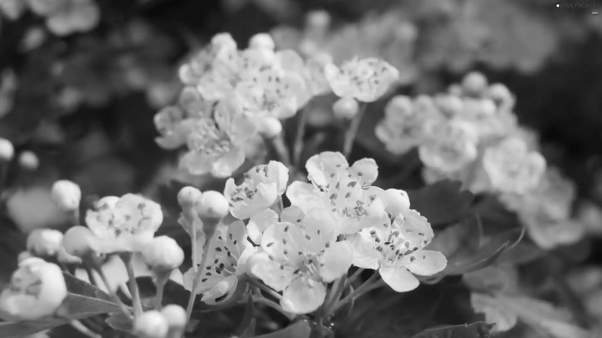twig, rapprochement, haw, rods, Flowers