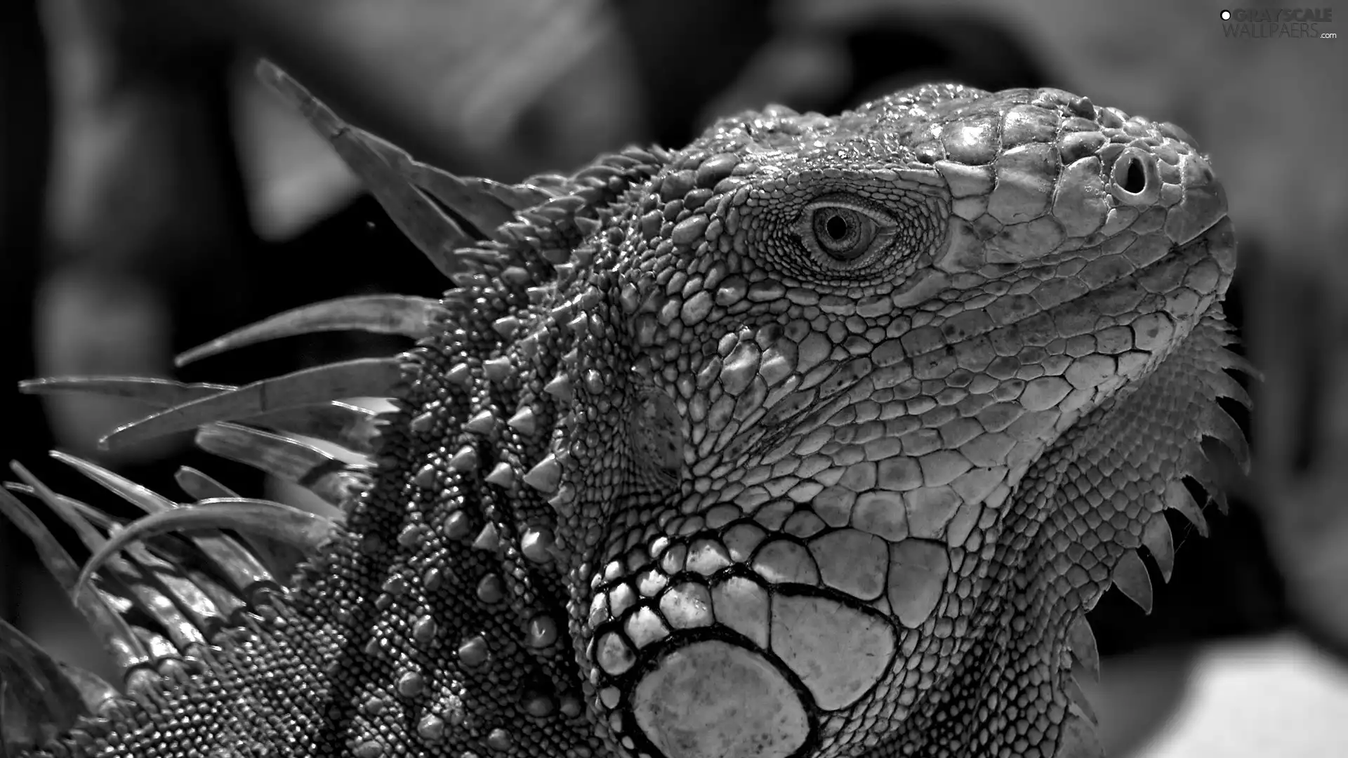 Iguana, rapprochement