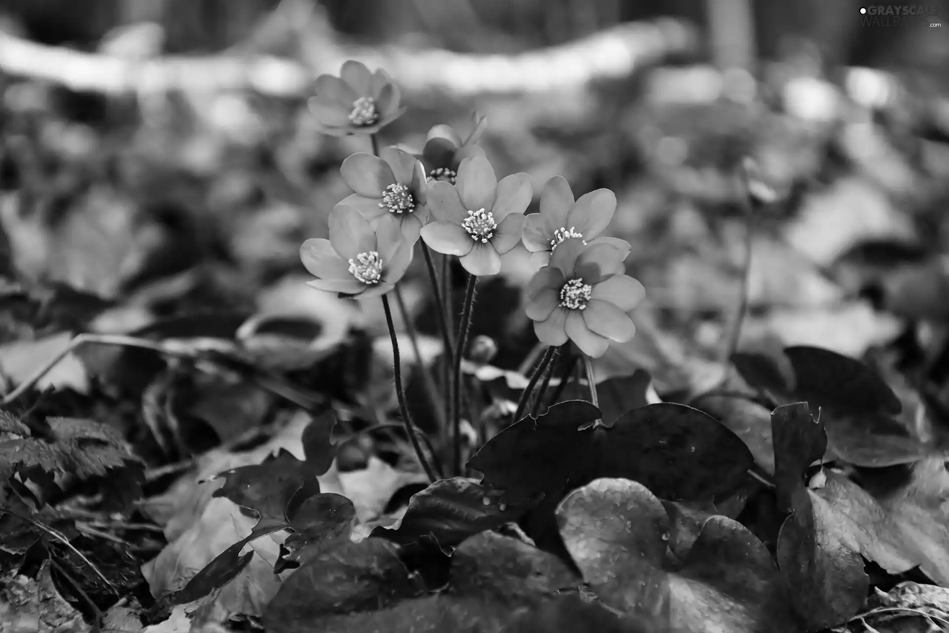 rapprochement, Hepatica, Leaf