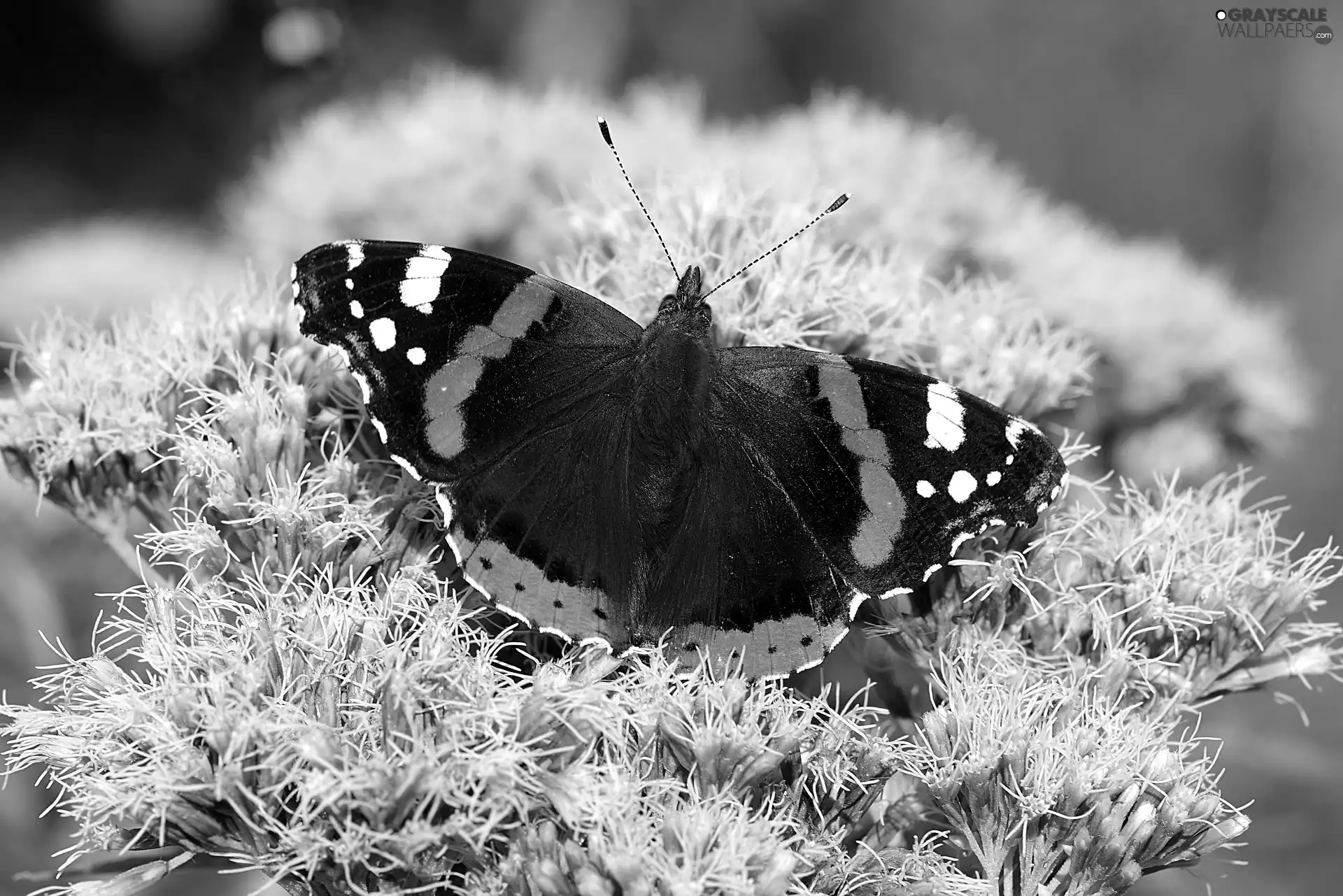 butterfly, Flowers, rapprochement, Mermaid Admiral