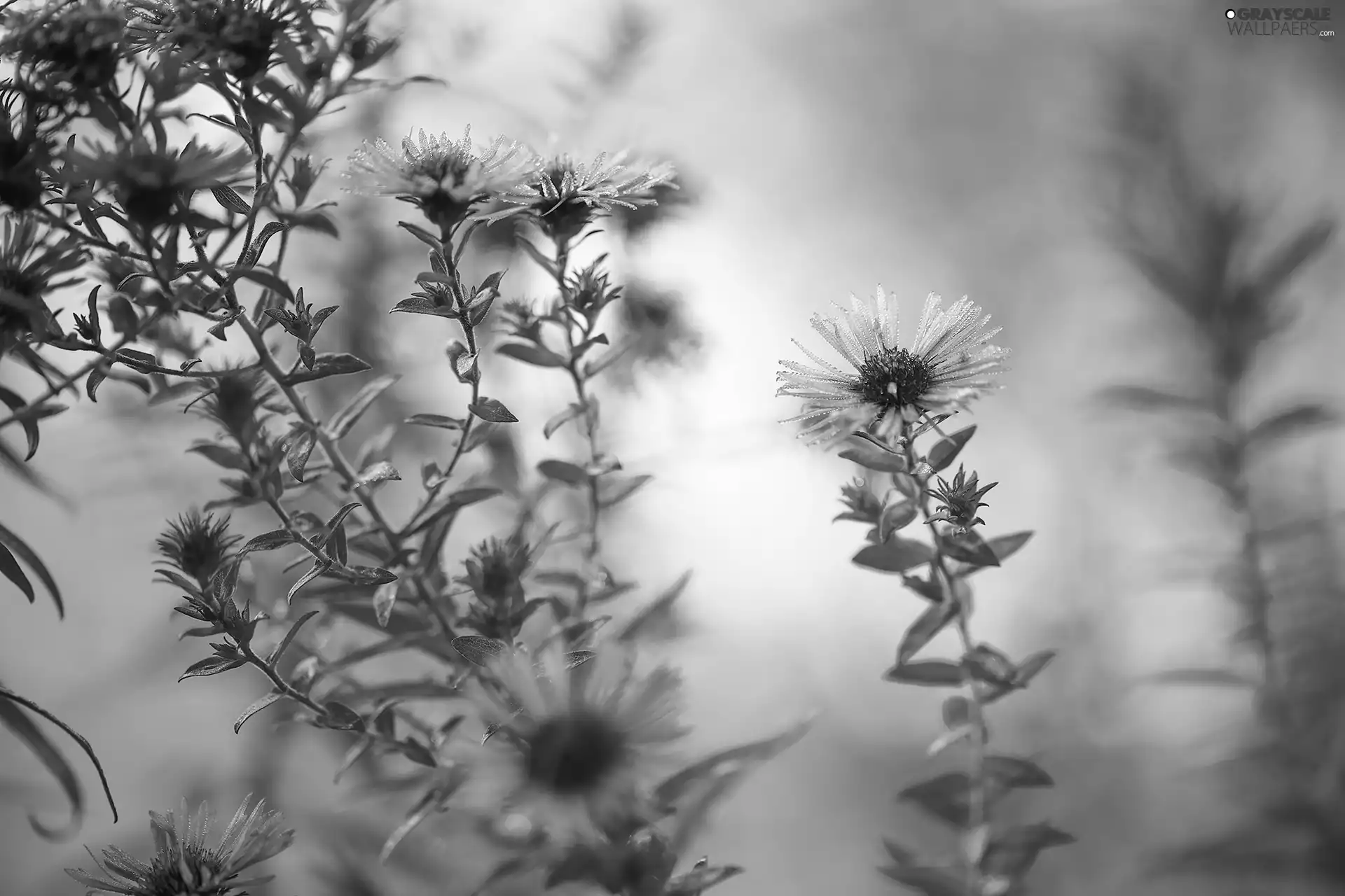 Flowers, rapprochement, Pink, dewy, Astra