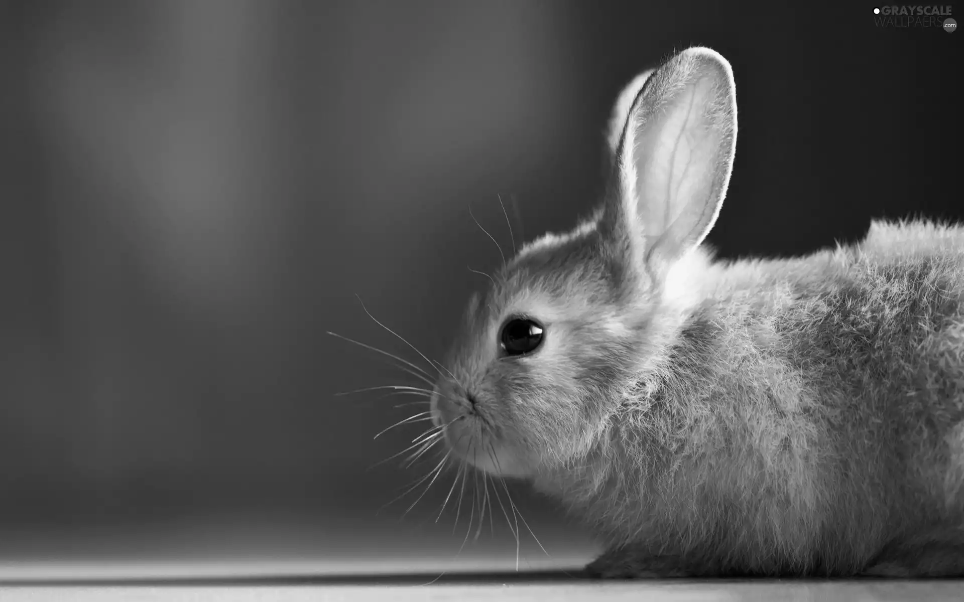 rabbit, rapprochement
