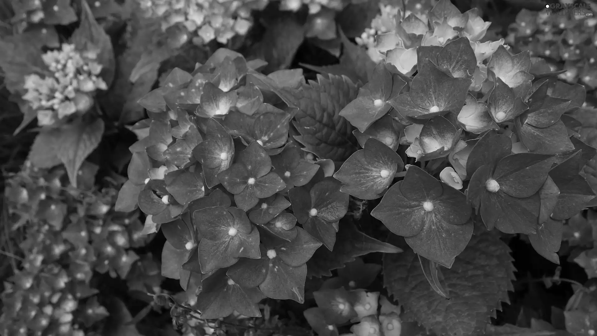 Leaf, rapprochement, Red, hydrangeas, Flowers