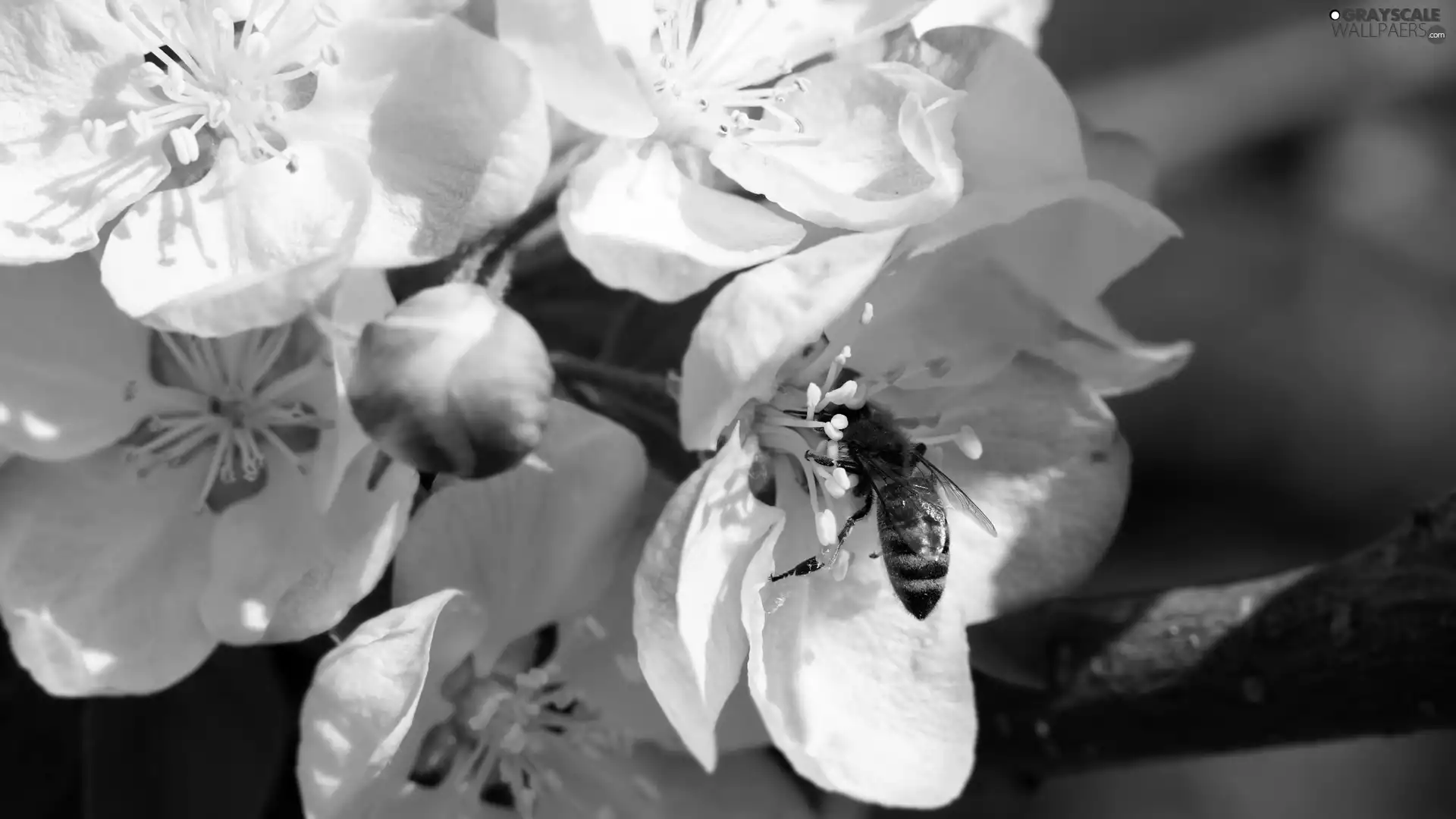 Flowers, Fruit Tree, rapprochement, bee, twig, White