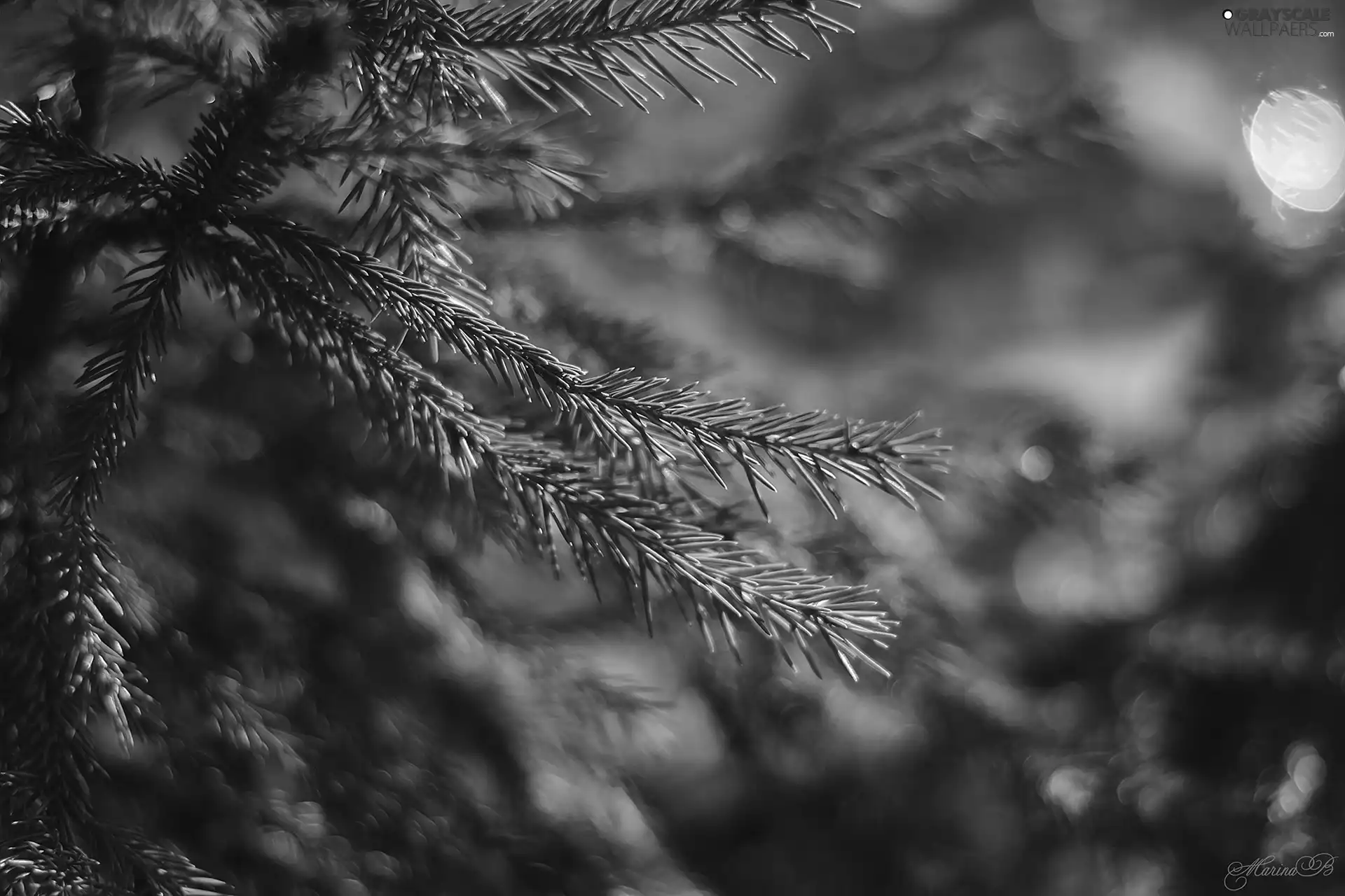 rapprochement, spruce, Twigs