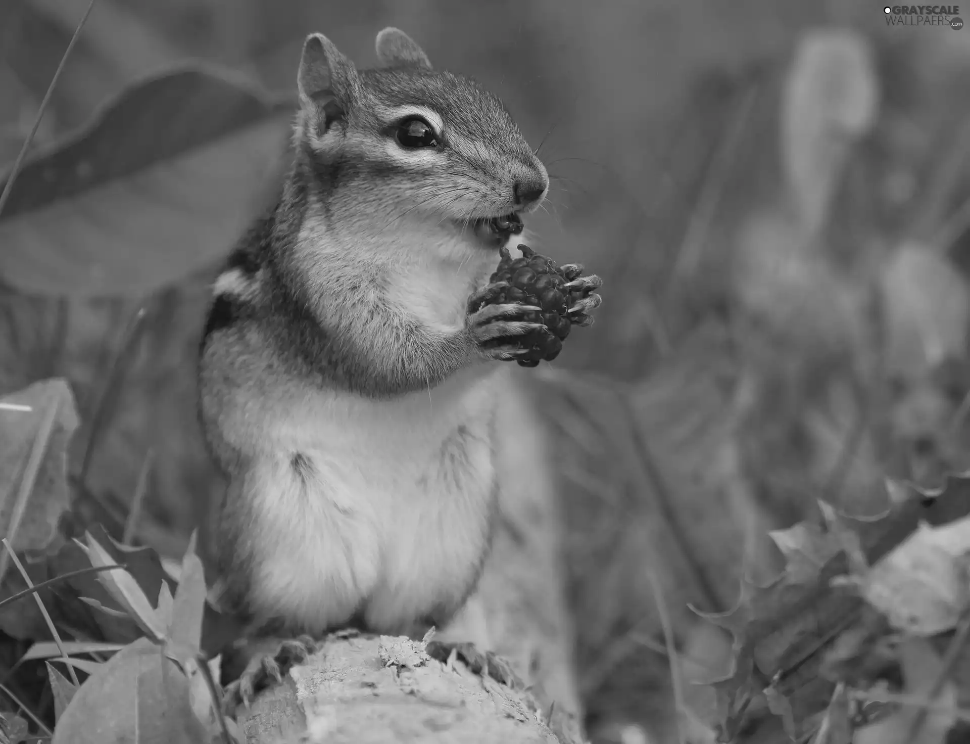 Chipmunk, raspberry