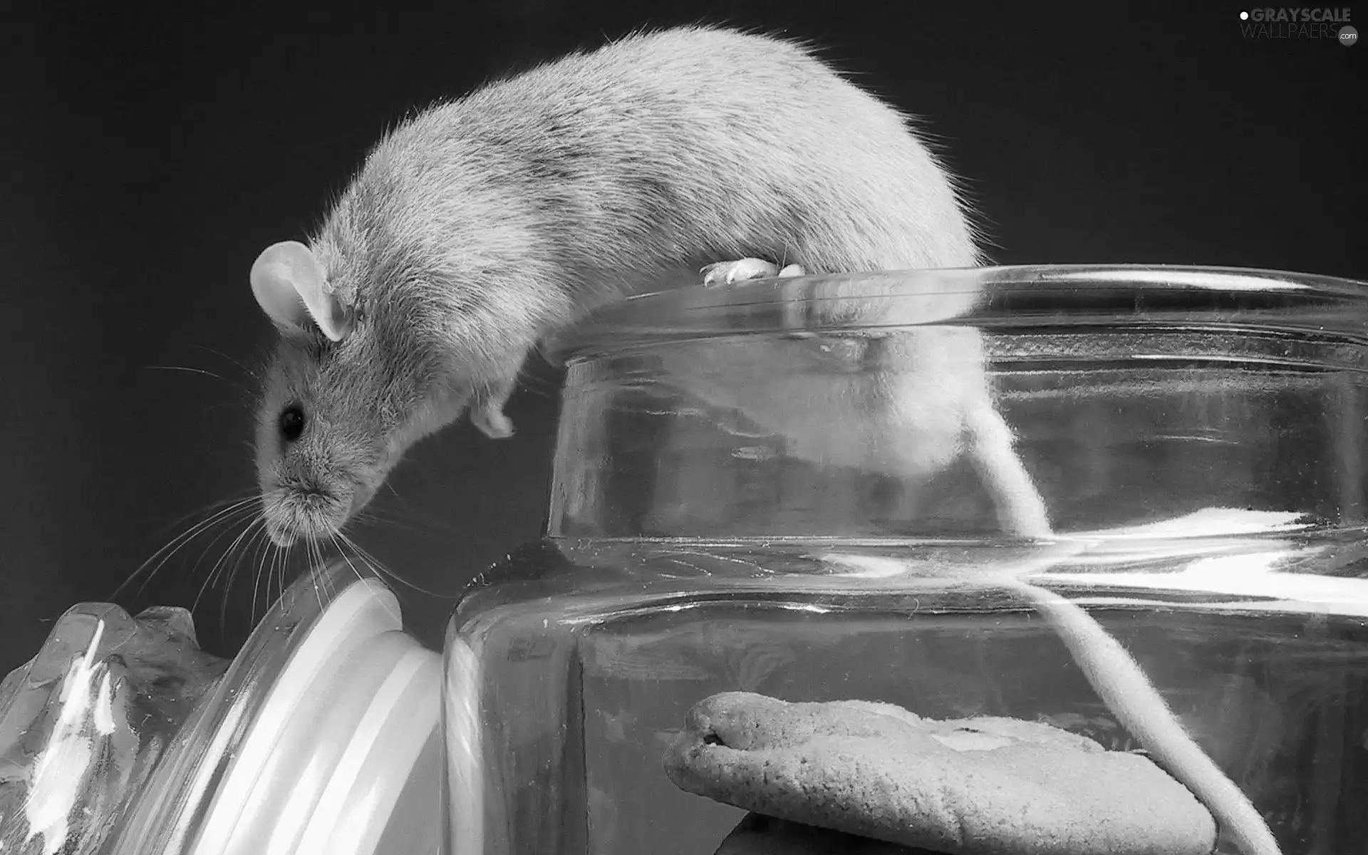 jar, rat