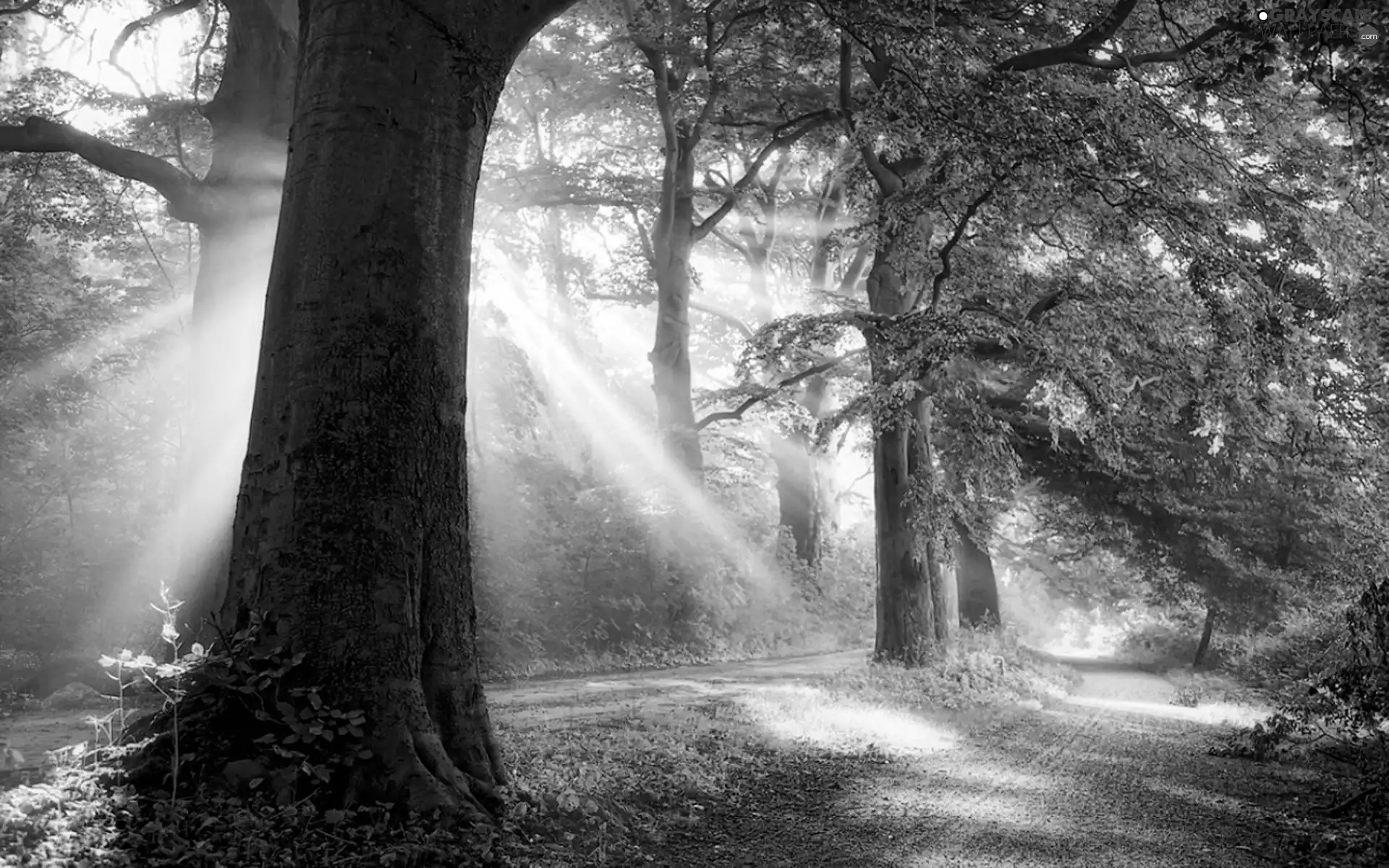 trees, rays of the Sun, Alleys, viewes