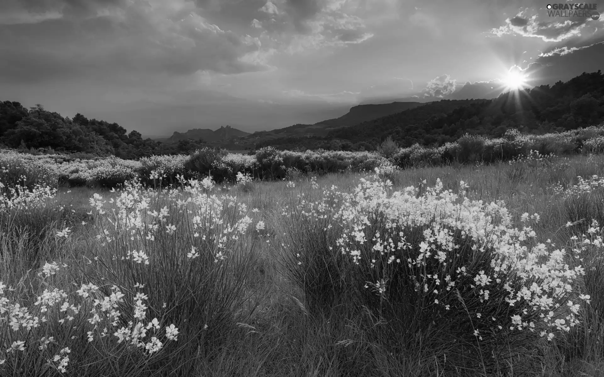 woods, Flowers, sun, Mountains, Meadow, rays, clouds