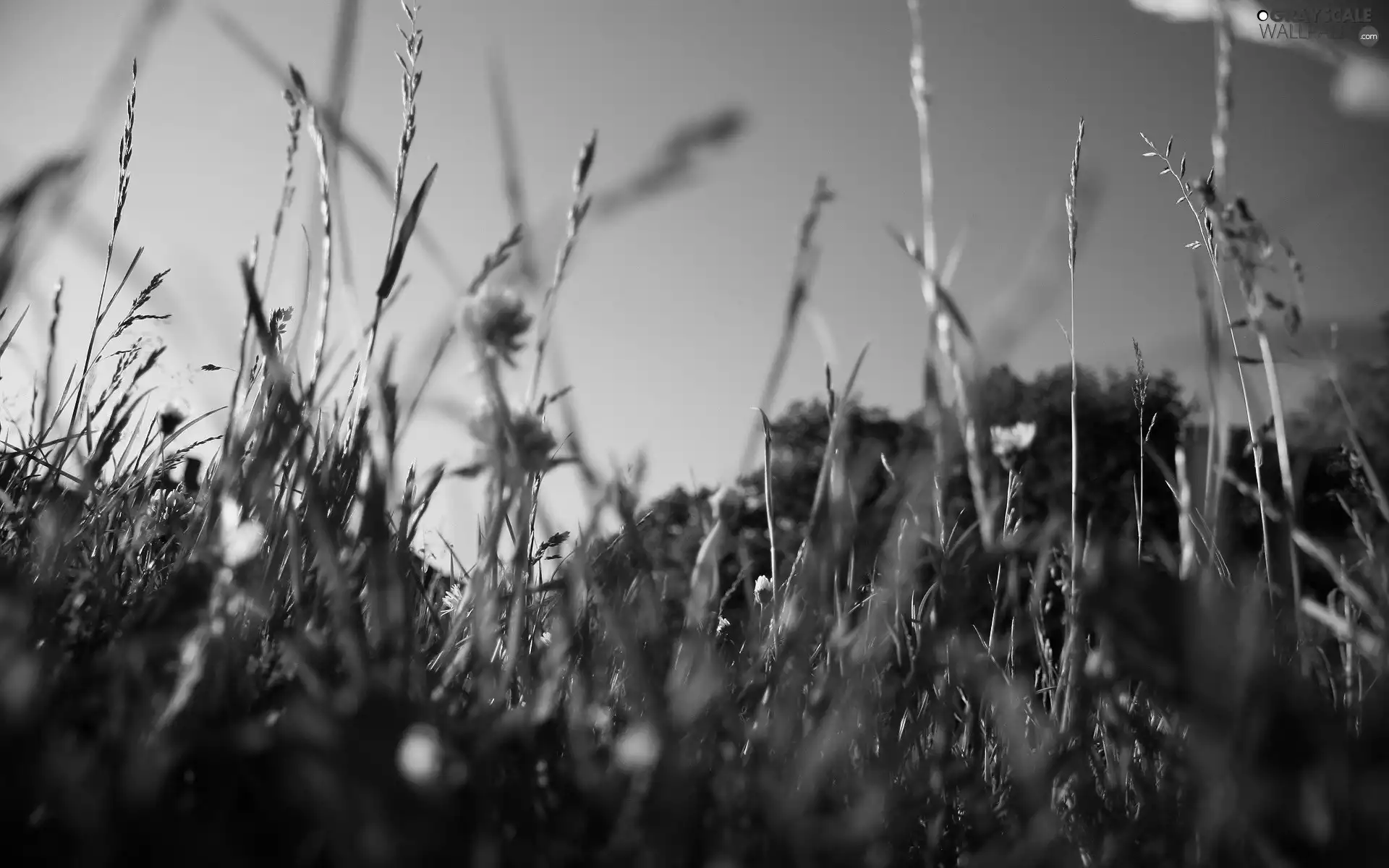 grass, sun, rays, Sky