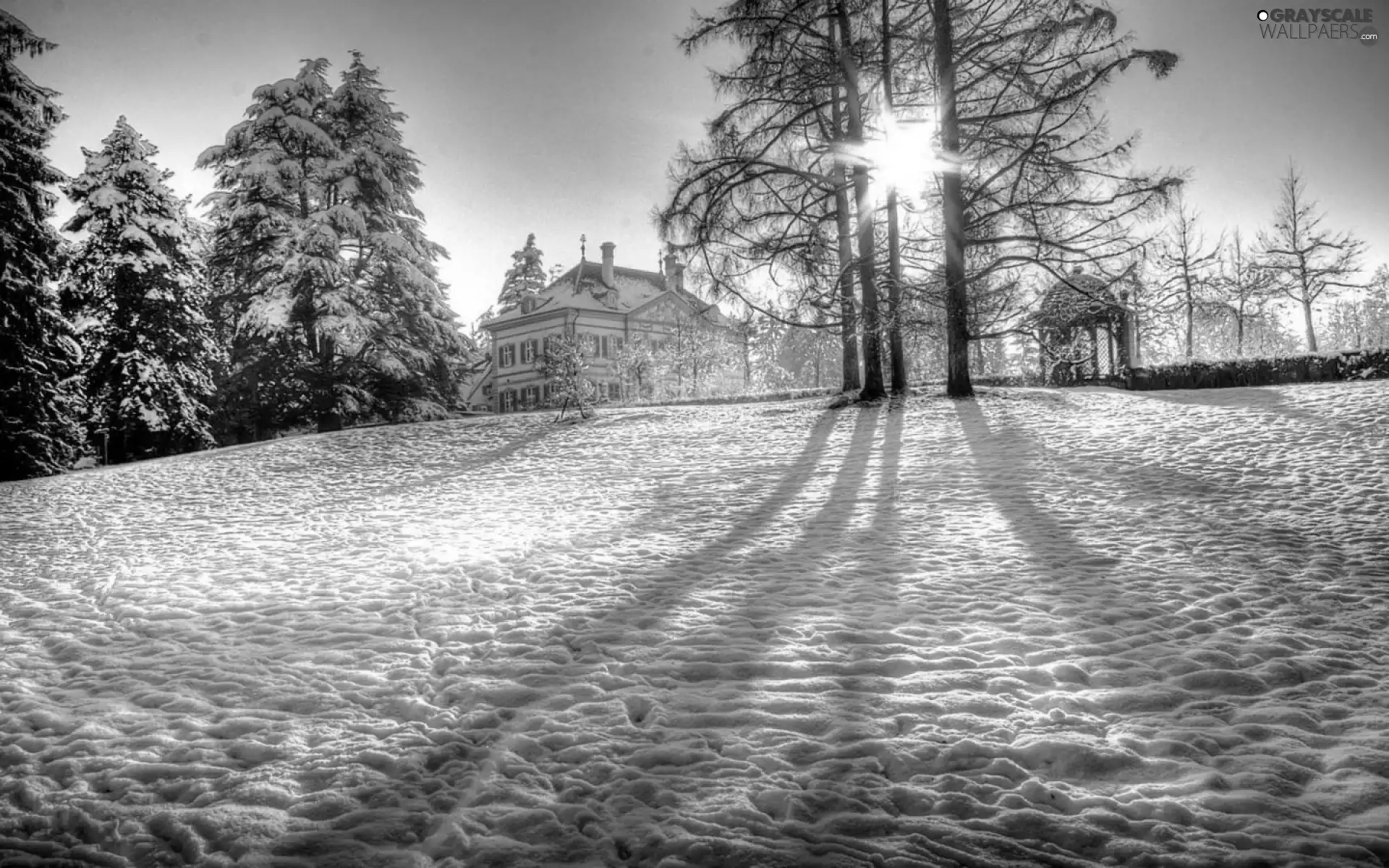 trees, viewes, house, rays of the Sun, winter