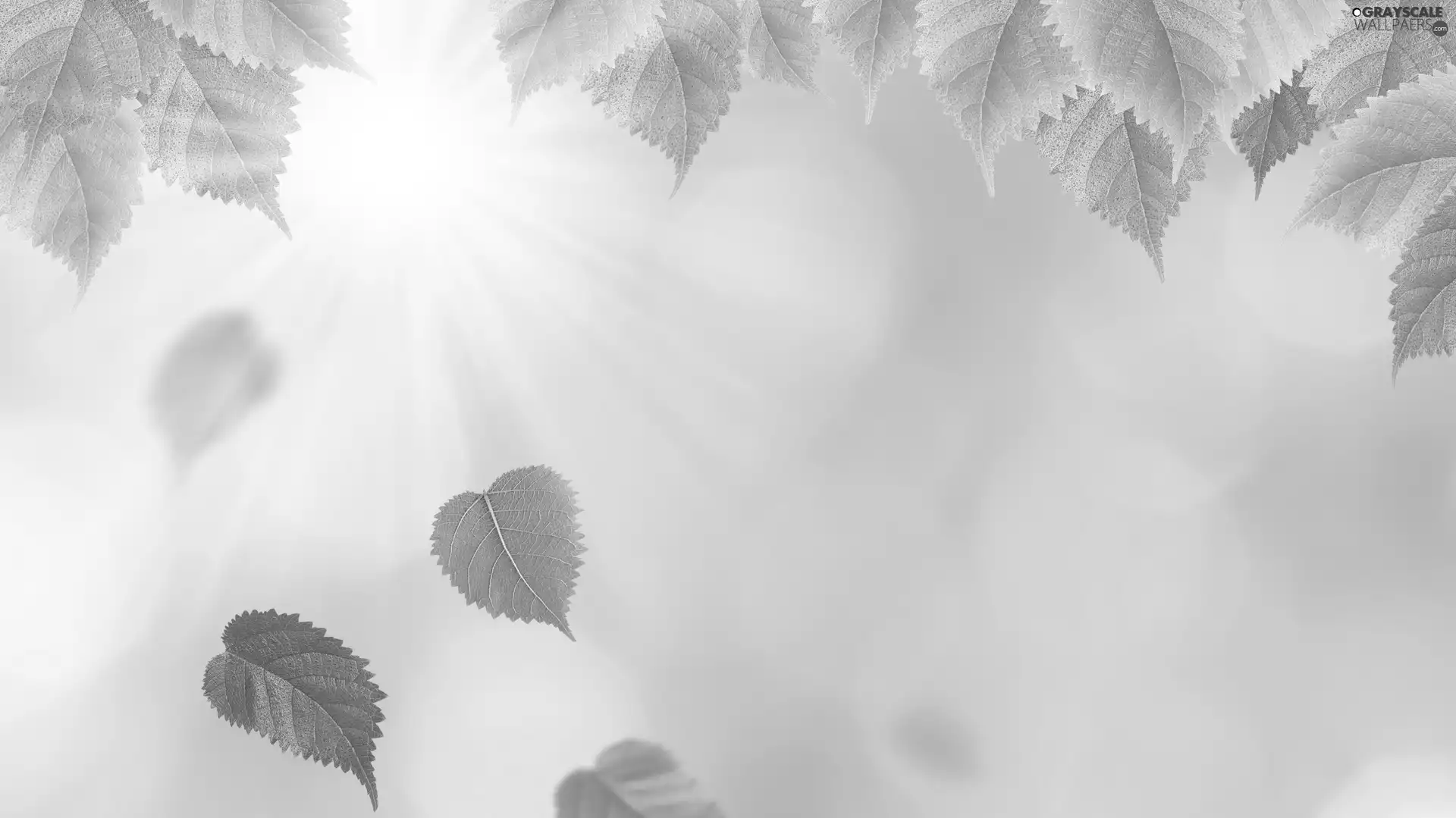 blurry background, Leaf, rays of the Sun