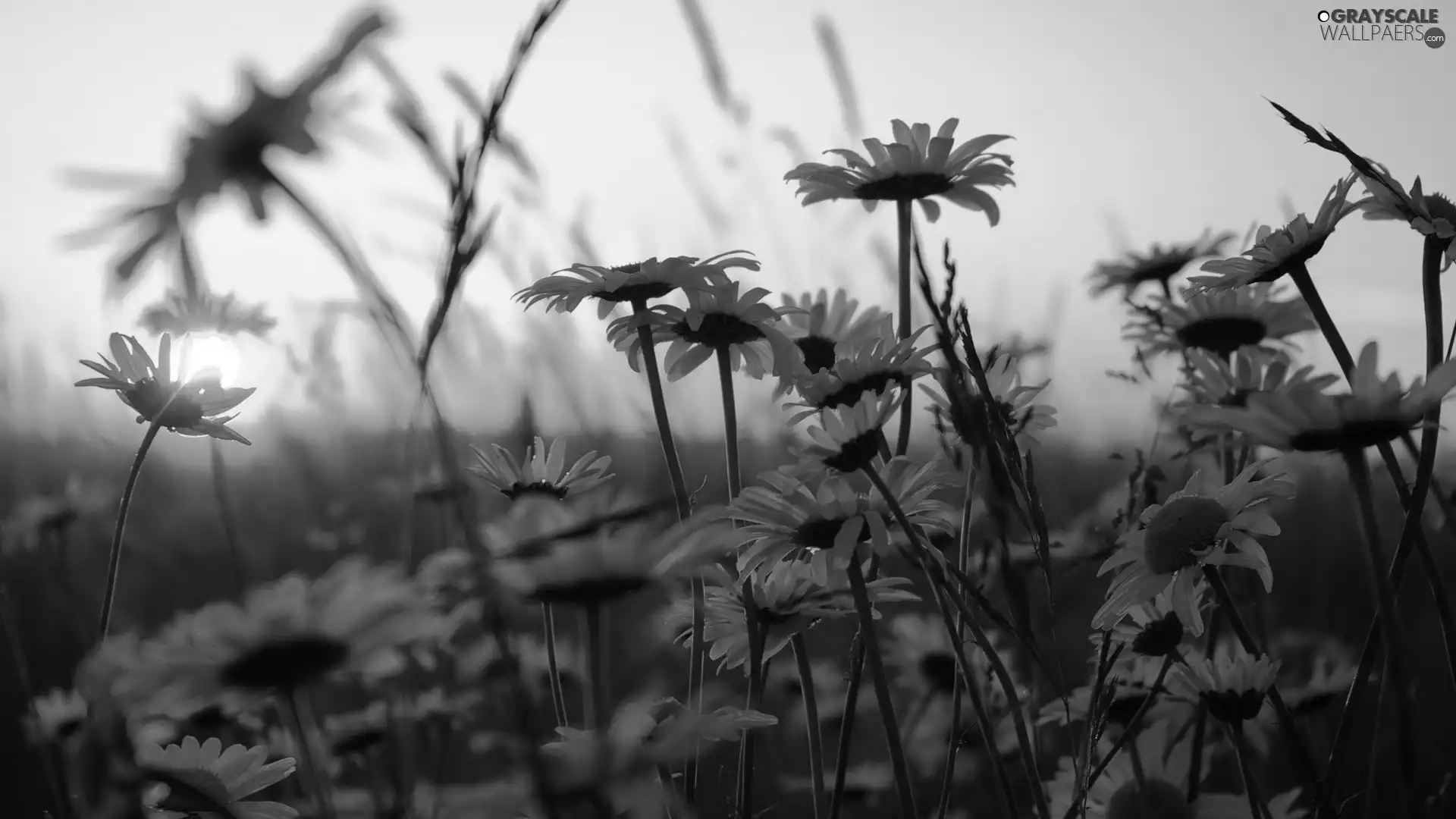 daisy, Meadow, rays