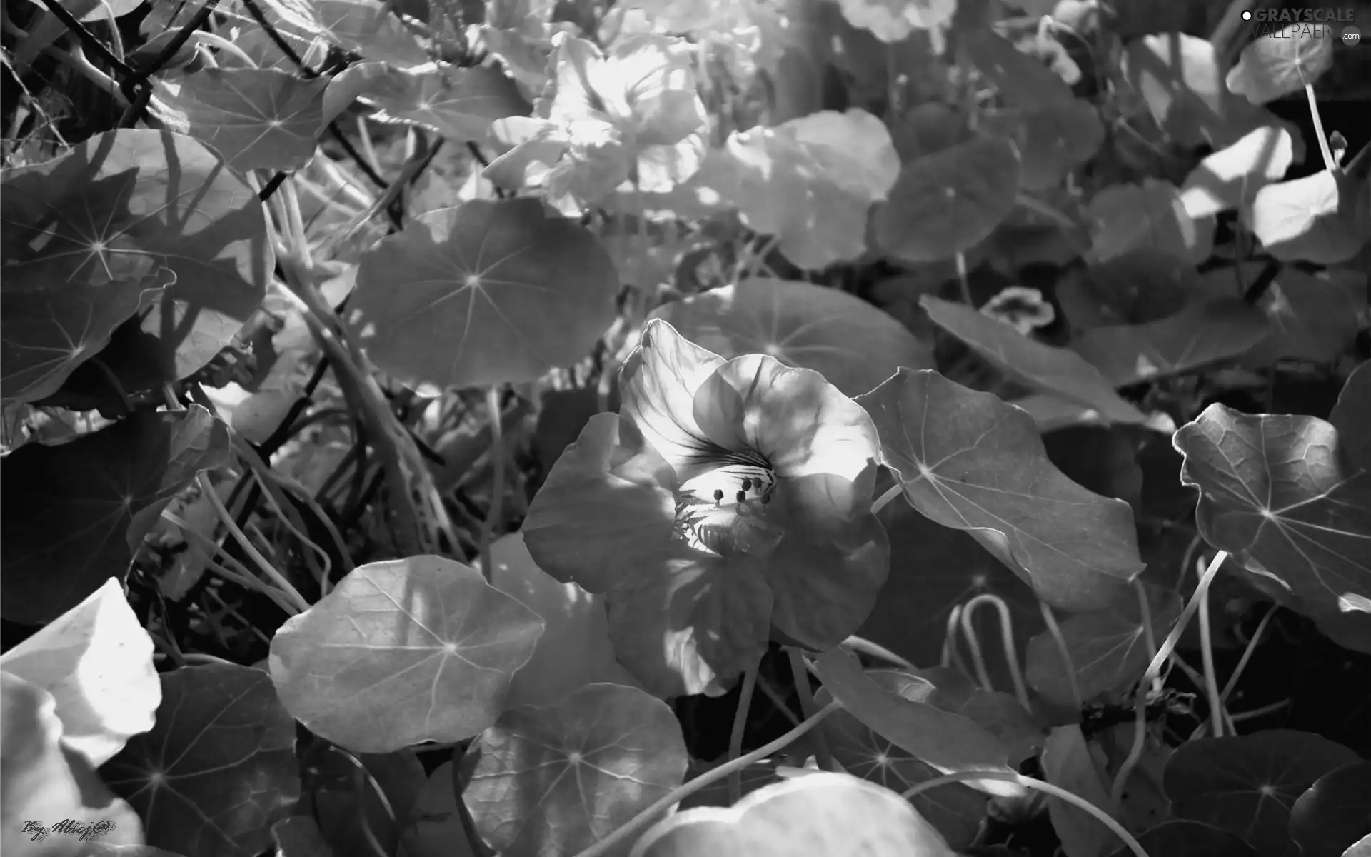 nasturtium, rays