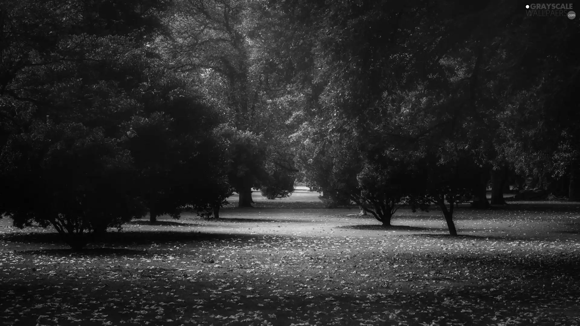 Park, autumn, rays of the Sun