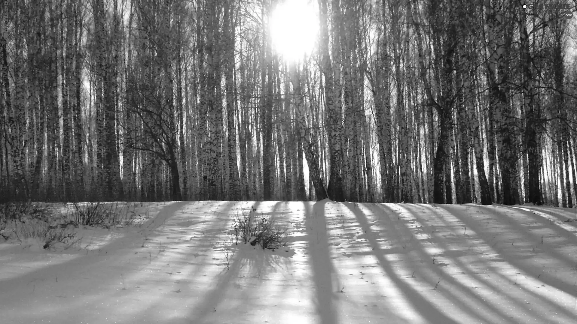 snow, forest, rays of the Sun