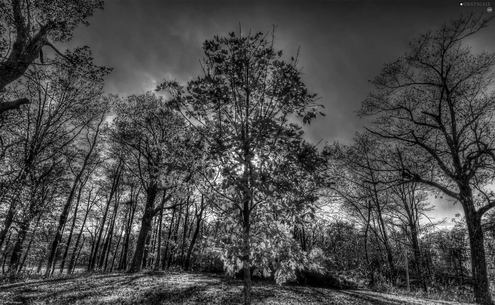 rays, sun, trees, viewes, autumn