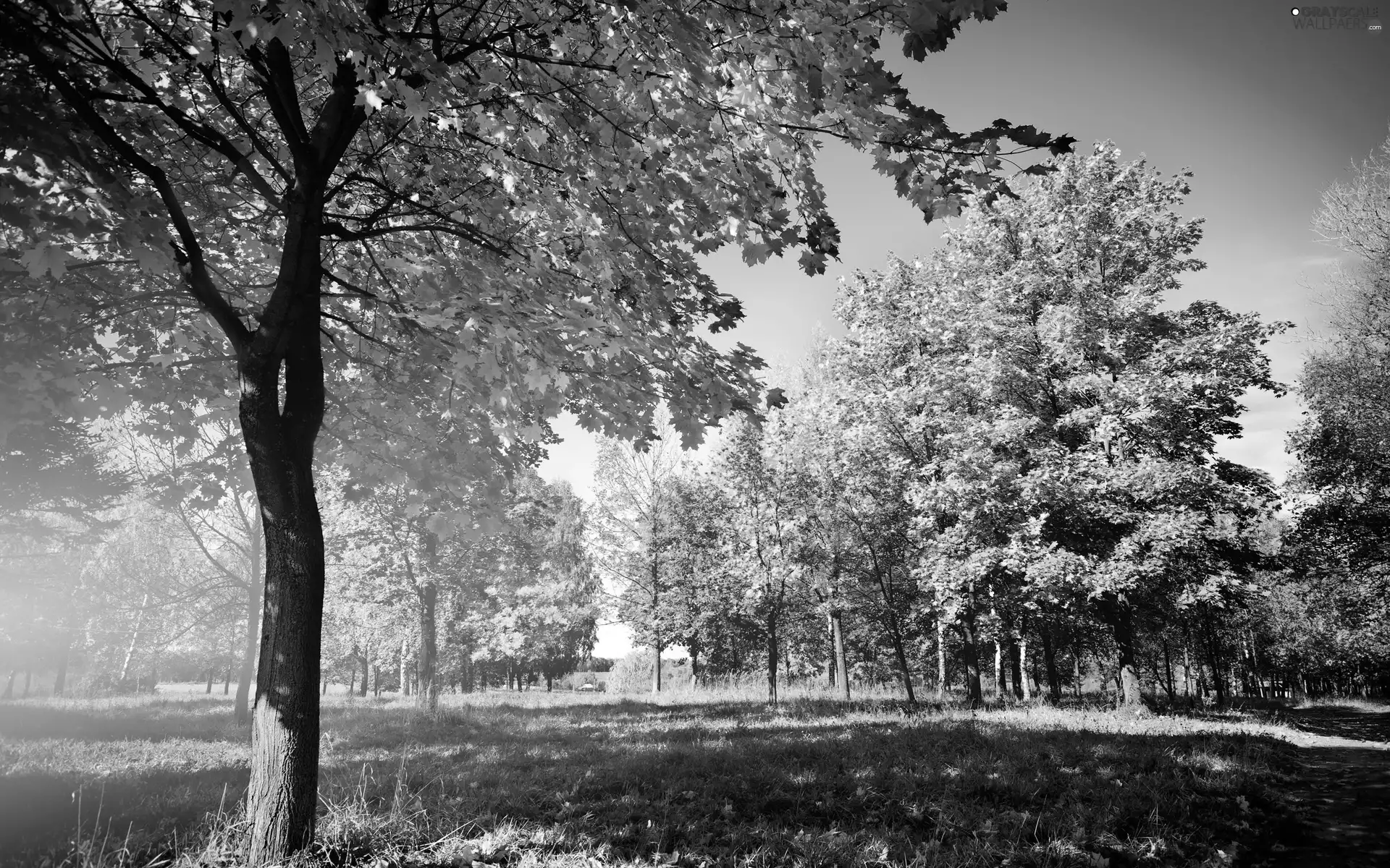 rays, sun, trees, viewes, color