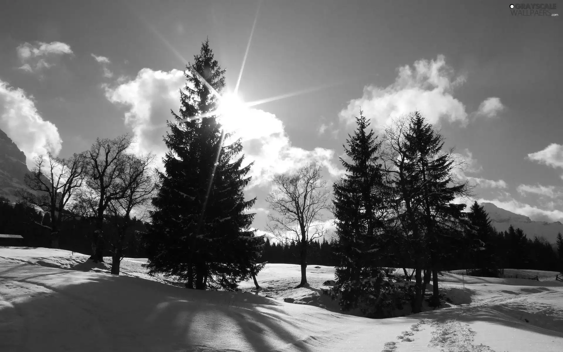 rays, sun, woods, clouds, field