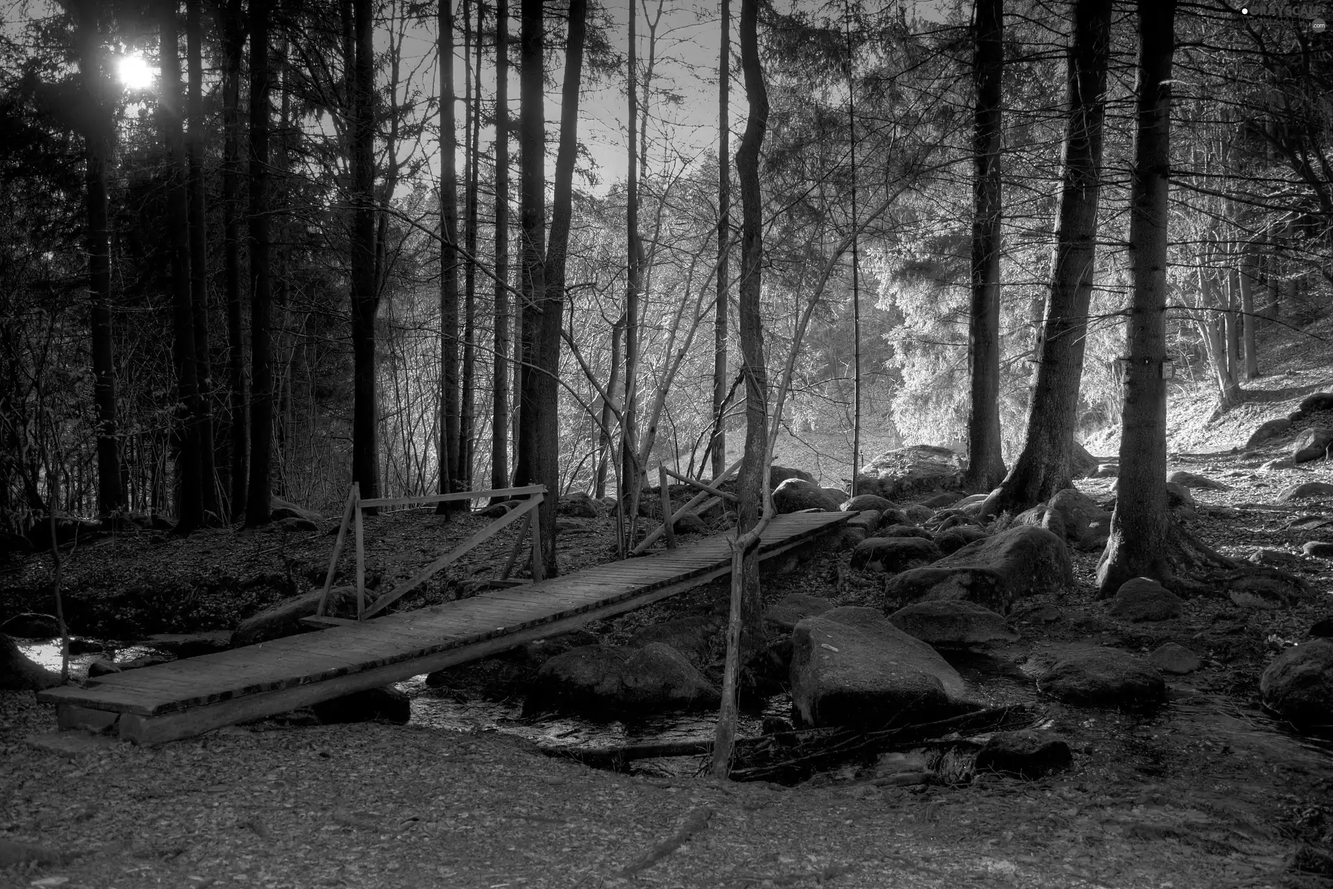 Stones, forest, rays, sun, footbridge, stream