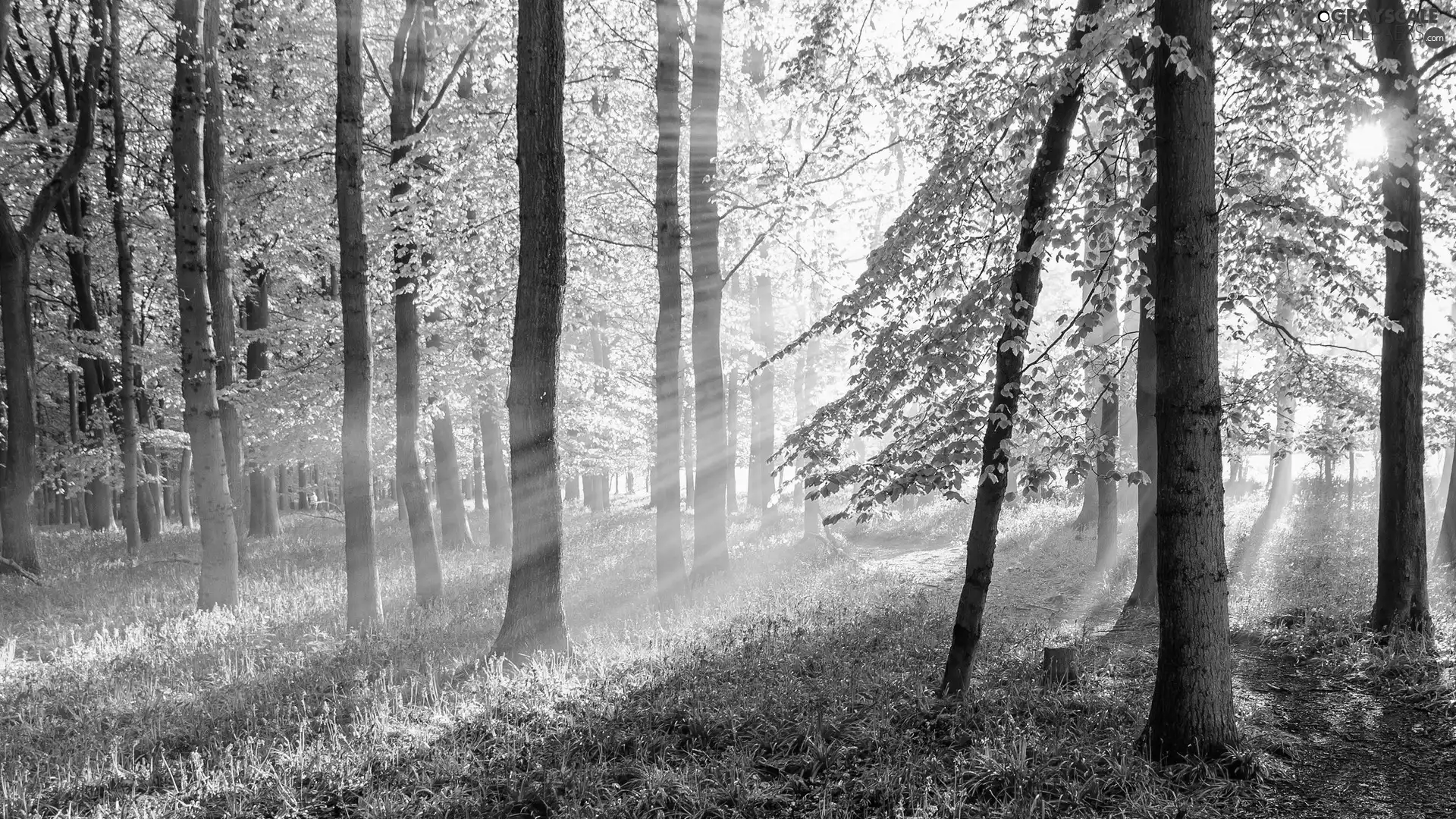 rays, sun, Path, Flowers, forest