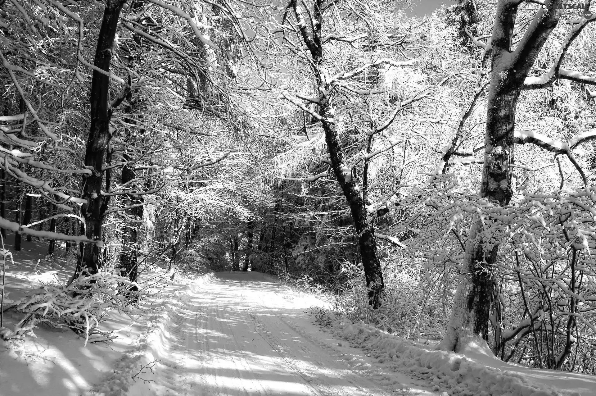 rays, sun, trees, viewes, forest