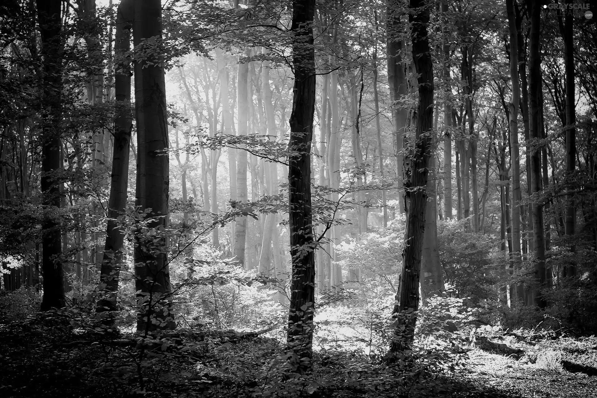 rays, sun, trees, viewes, forest