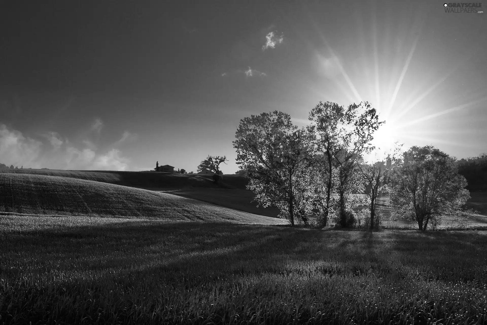 viewes, Meadow, rays, sun, grass, trees