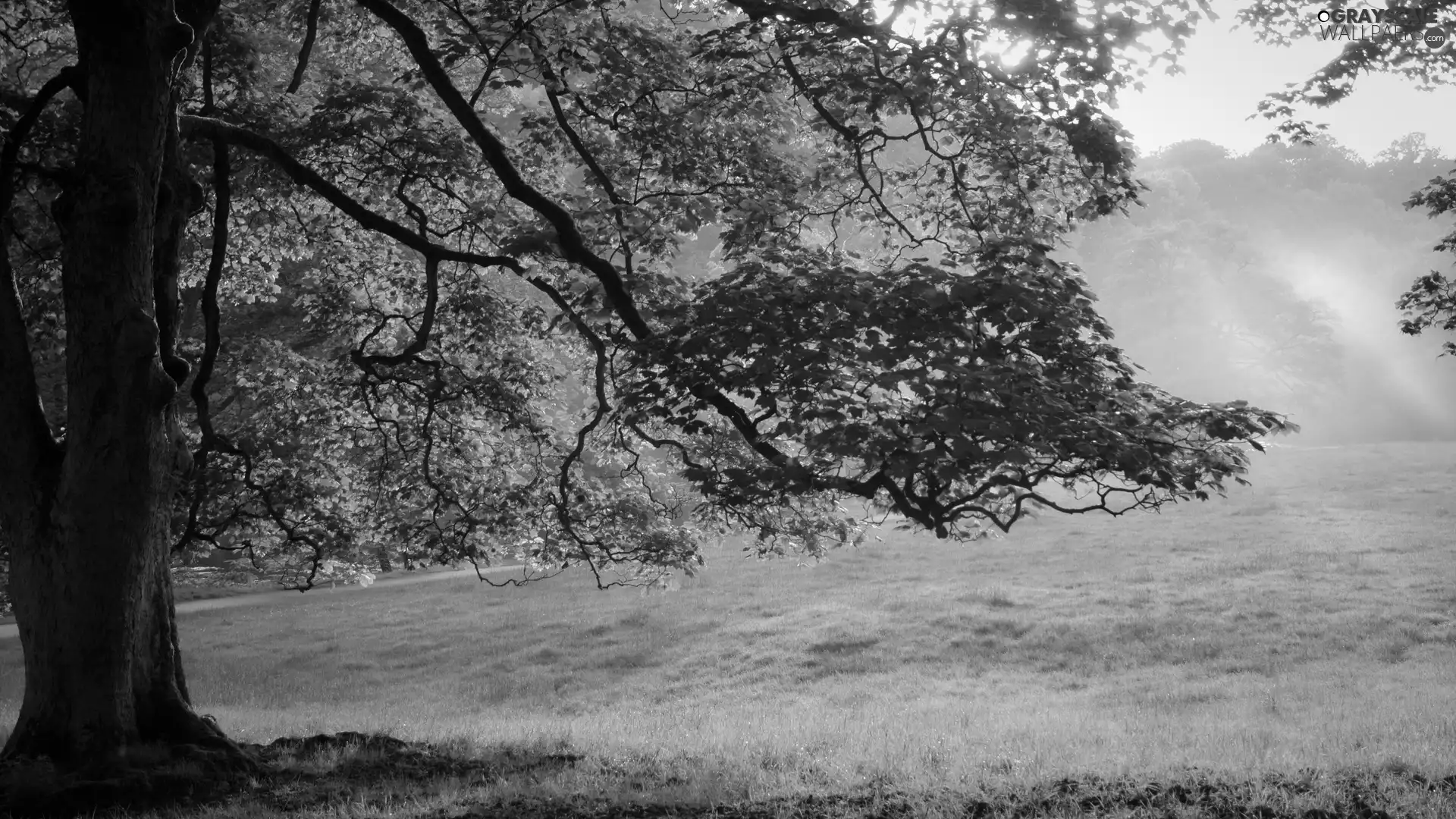 viewes, summer, rays, sun, grass, trees