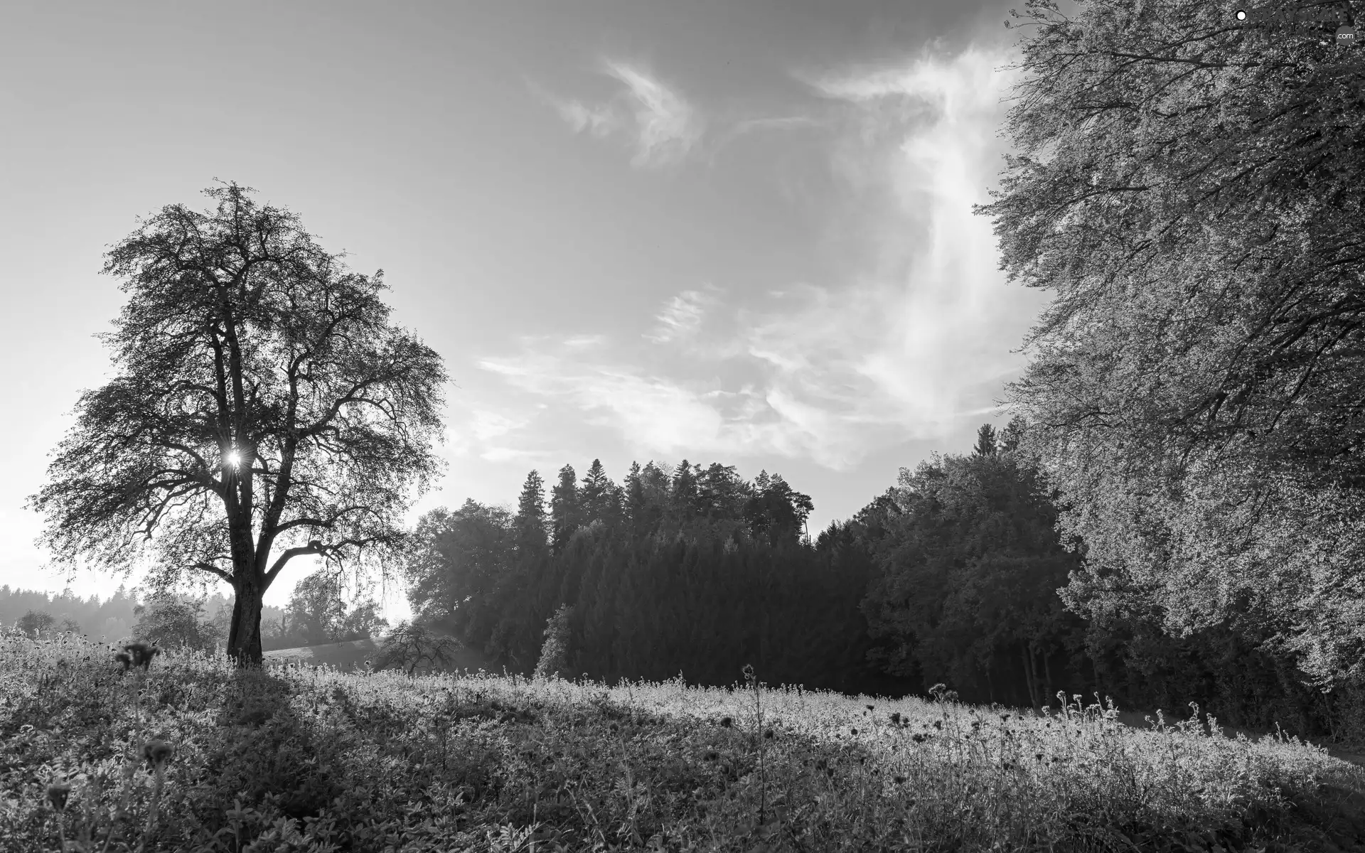 rays, sun, forest, Flowers, Meadow