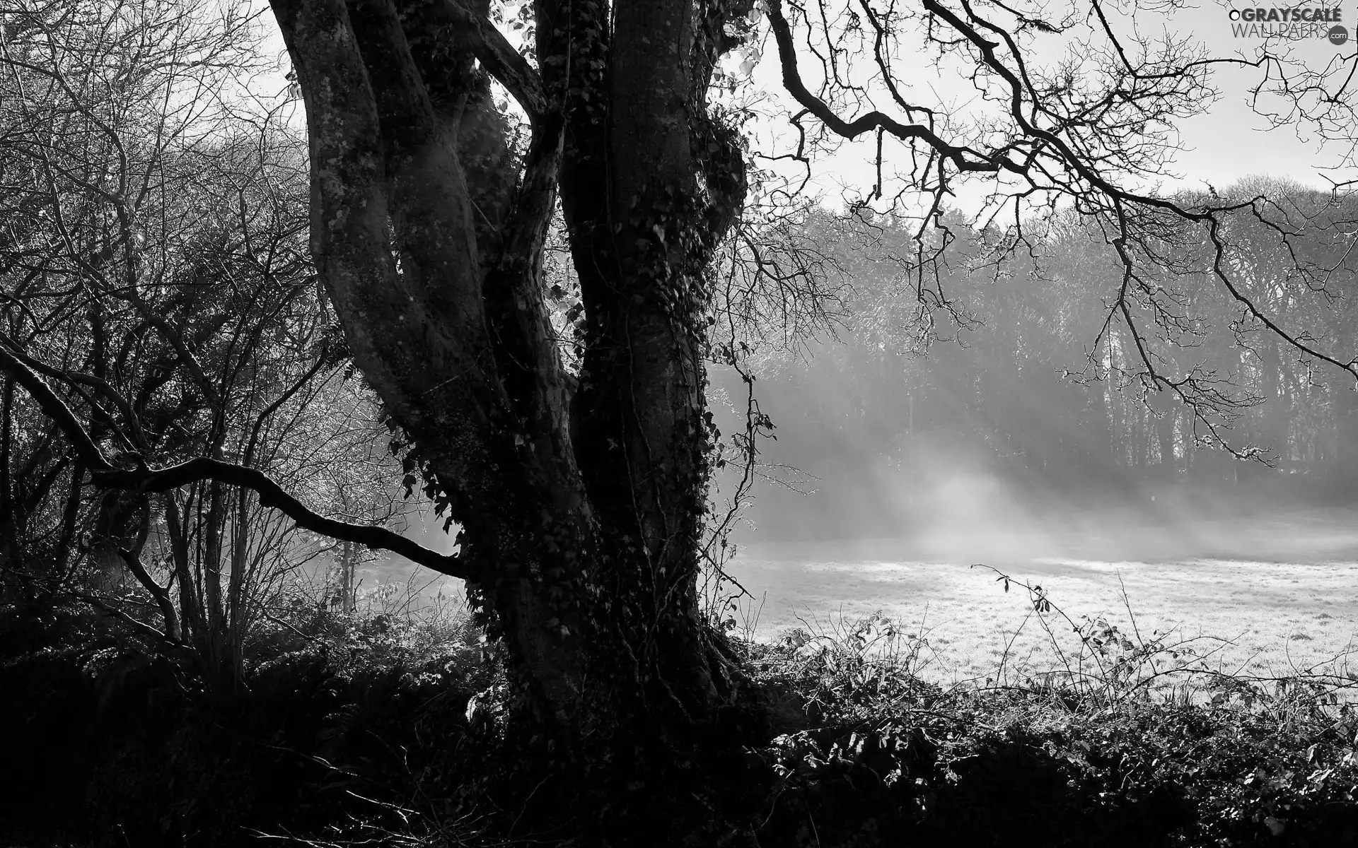 forest, rays, sun, car in the meadow