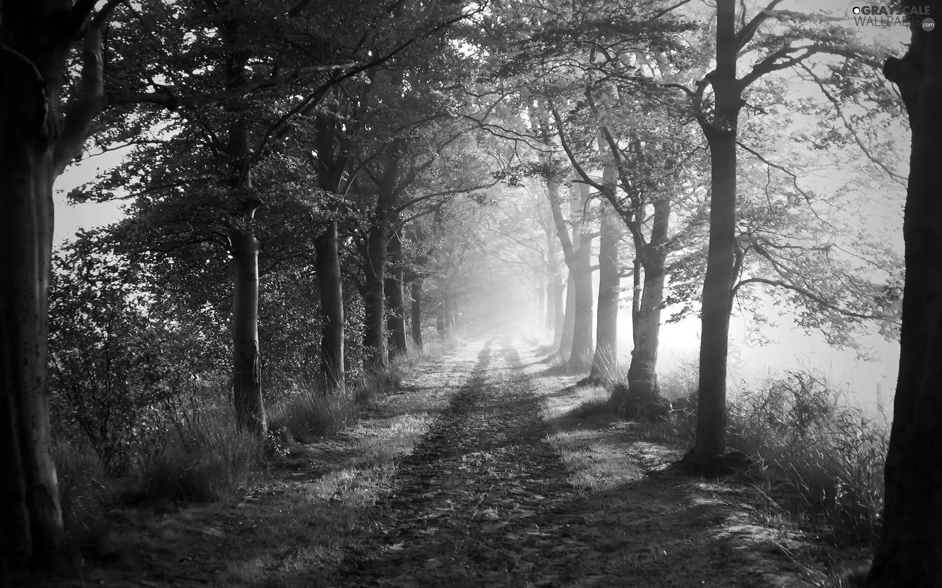 viewes, Path, rays, sun, Przebijające, trees