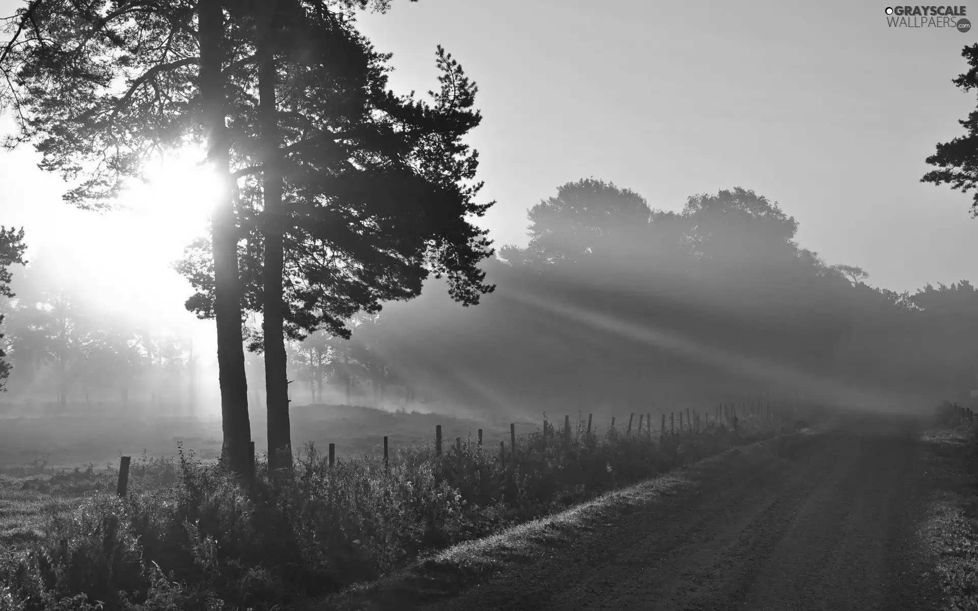 viewes, Way, rays, sun, Przebijające, trees