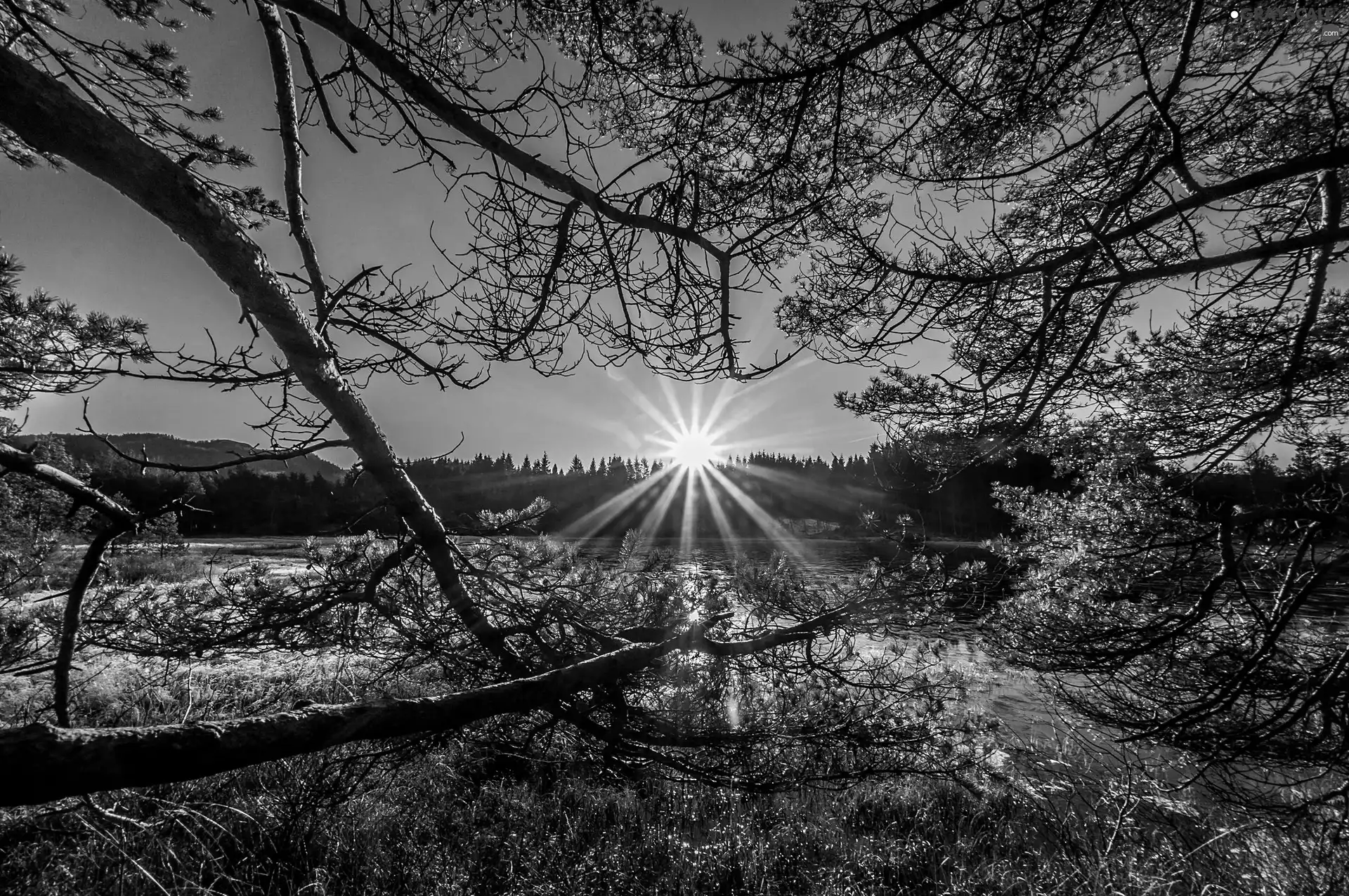 rays, sun, trees, viewes, River