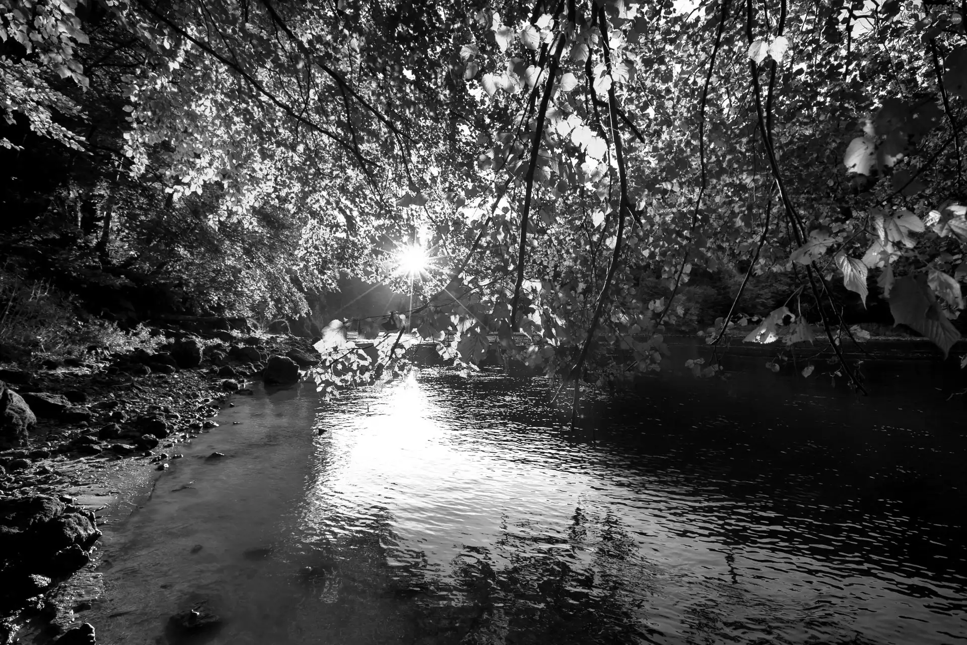 rays, sun, trees, viewes, River