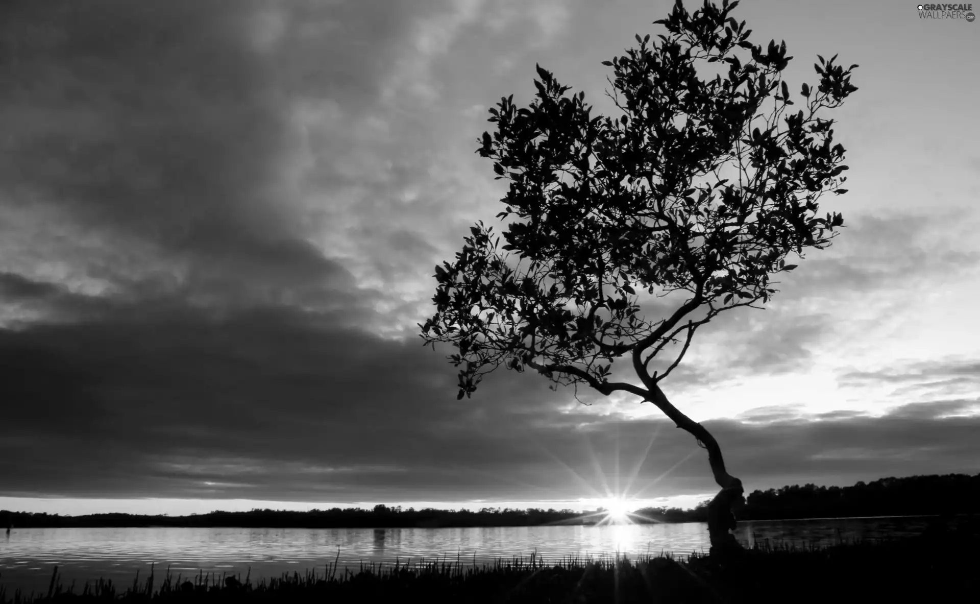 rays, sun, trees, woods, River