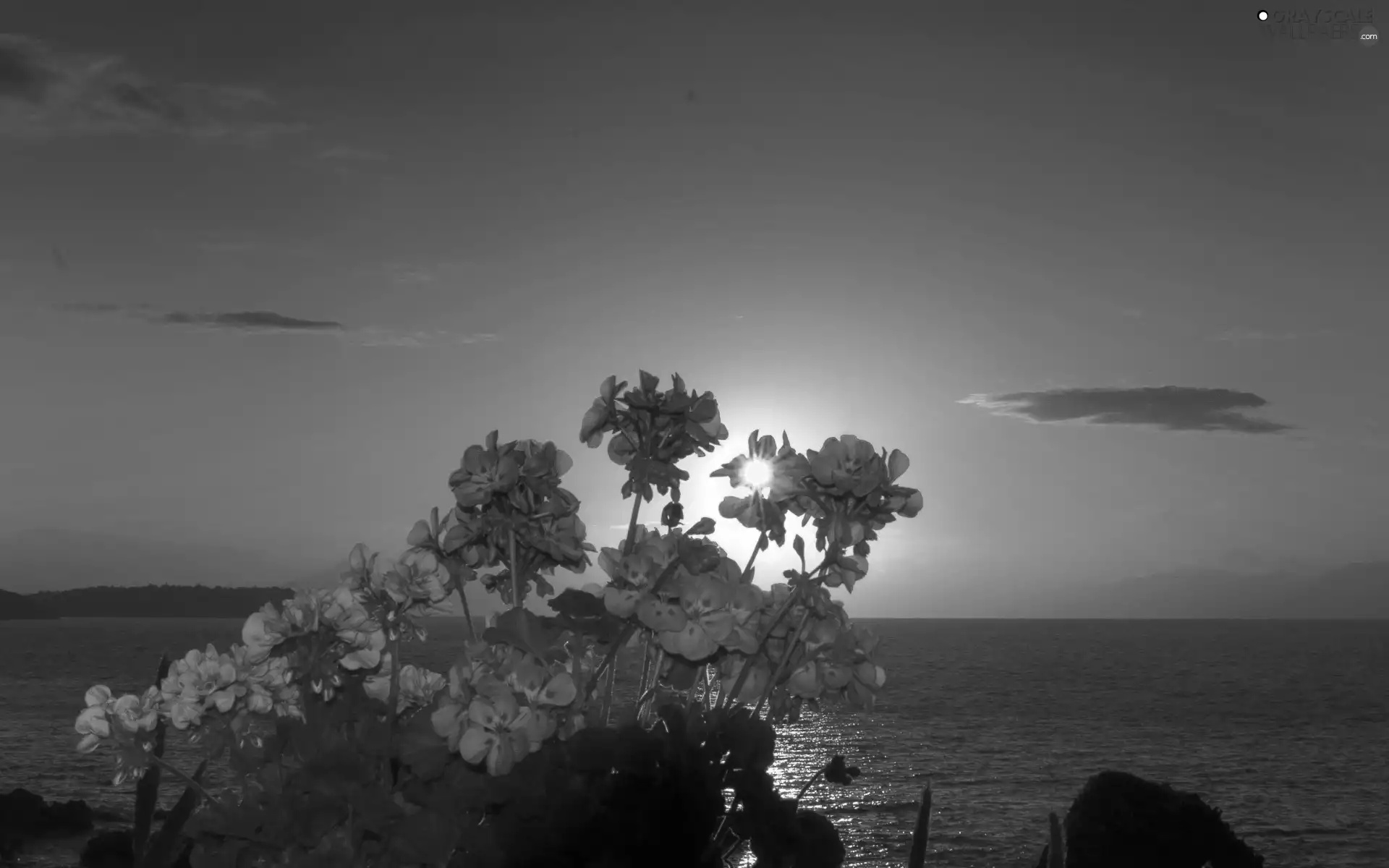 rays, sun, rocks, Flowers, sea